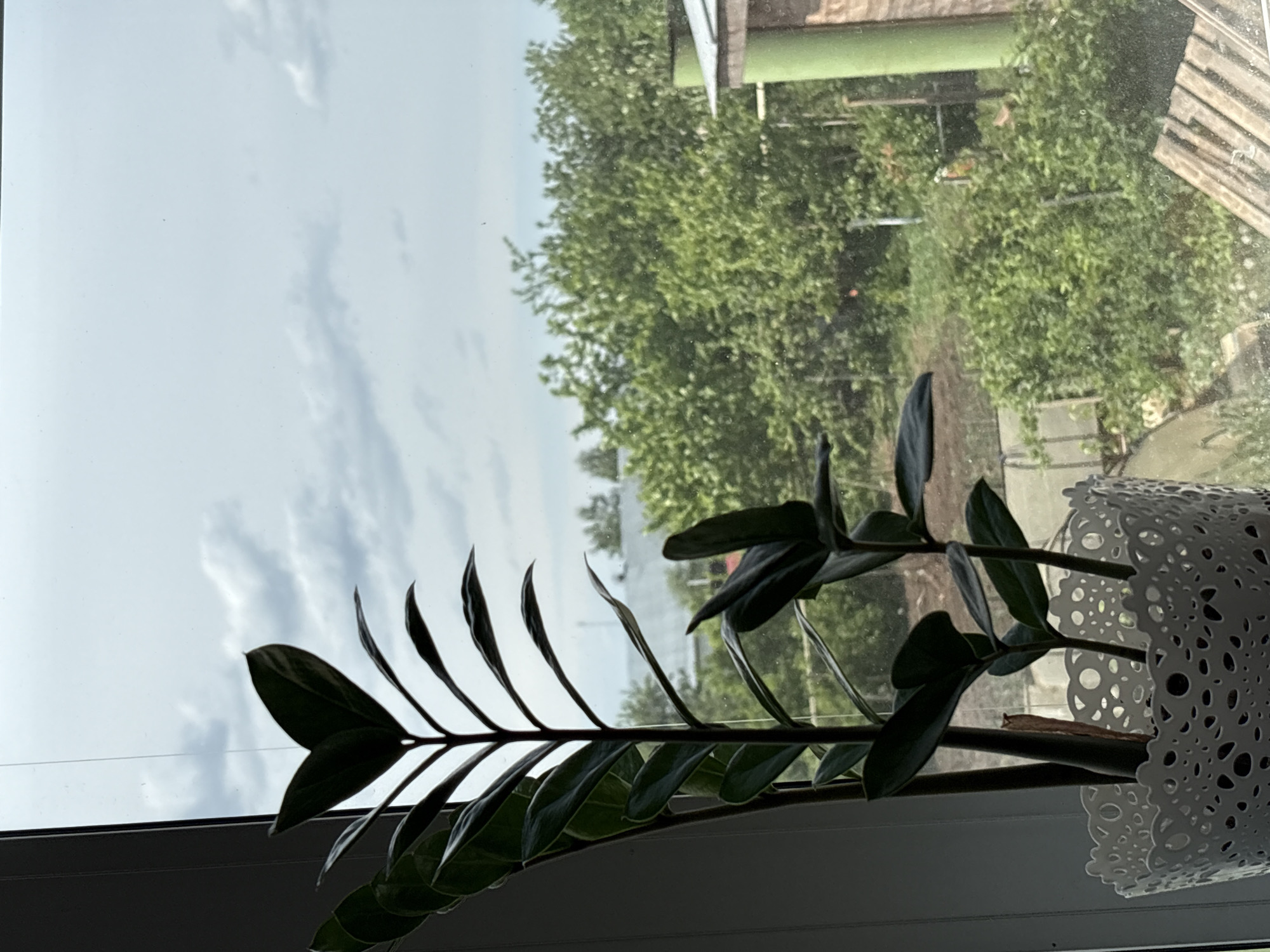 A ZZ plant in a white decorative pot sits on a windowsill. Outside the window is a cloudy sky and green foliage suggesting trees or bushes. A building with green and wooden elements is also visible. The image appears to be taken from indoors, looking out at the outdoor environment. The location is Прикамский, Russia.