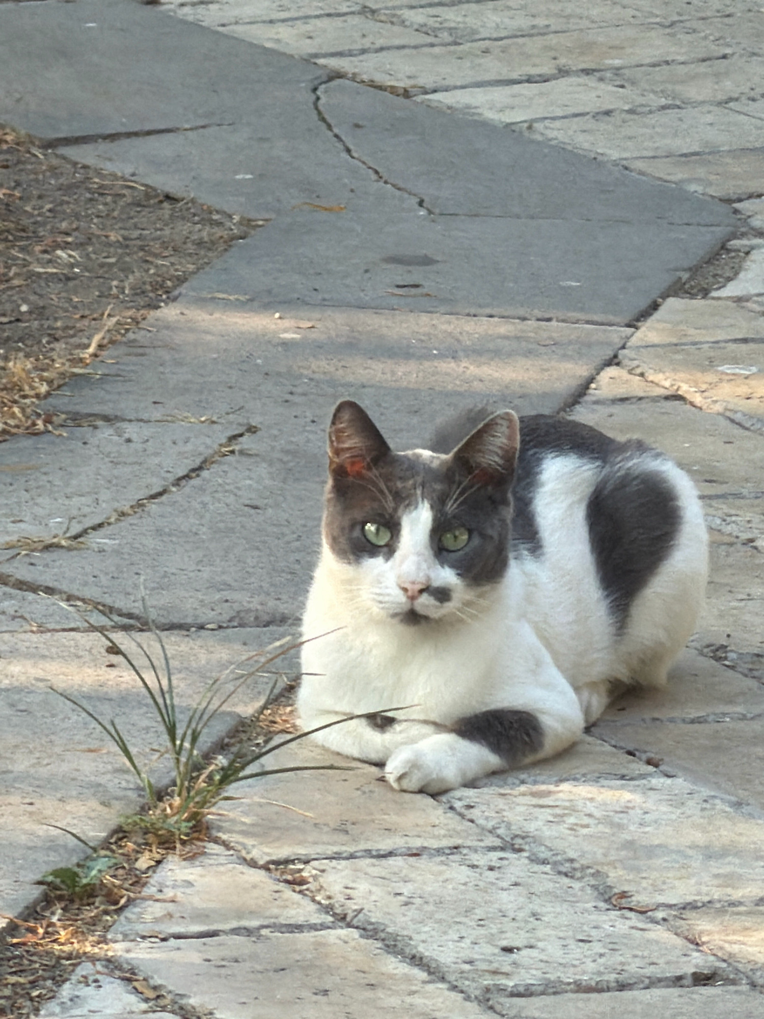 A grey and white cat with green eyes is sitting on a paved walkway. The cat is facing the camera, with its front paws tucked beneath its chest. Its fur is primarily white, with distinct grey markings on its head, ears, back, and tail. A small patch of grass is growing through a crack in the pavement near the cat's front left paw. The walkway appears to be made of stone or concrete pavers, some of which are cracked. The surrounding area is dry and appears to be an outdoor setting. There are no people visible in the image. The lighting suggests it is daytime, with shadows indicating the sun is at an angle. The image was captured in Antalya, Turkey.