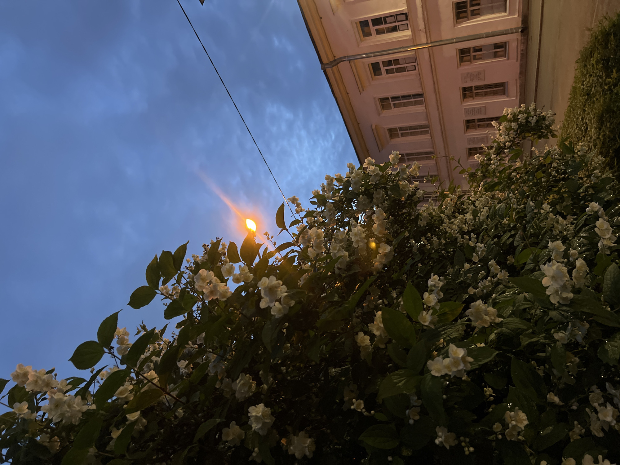 In the city of Saint Petersburg, Russia, at dusk, a flowering jasmine bush with numerous white blossoms is situated in the foreground, partially obscuring the view of a light-colored building with multiple windows. A streetlamp with an orange glow illuminates the scene from the left, casting light on the flowers and the sky. The sky is a deep blue with scattered clouds, and a power line stretches across the upper portion of the image. The building appears to be an older structure, possibly a residential or institutional building, with architectural details such as a cornice and window frames. A sidewalk or street is visible in front of the building, and a hedge or low-lying greenery lines the edge of the sidewalk. The overall atmosphere is tranquil and slightly melancholic, characteristic of the transition from day to night in an urban setting.