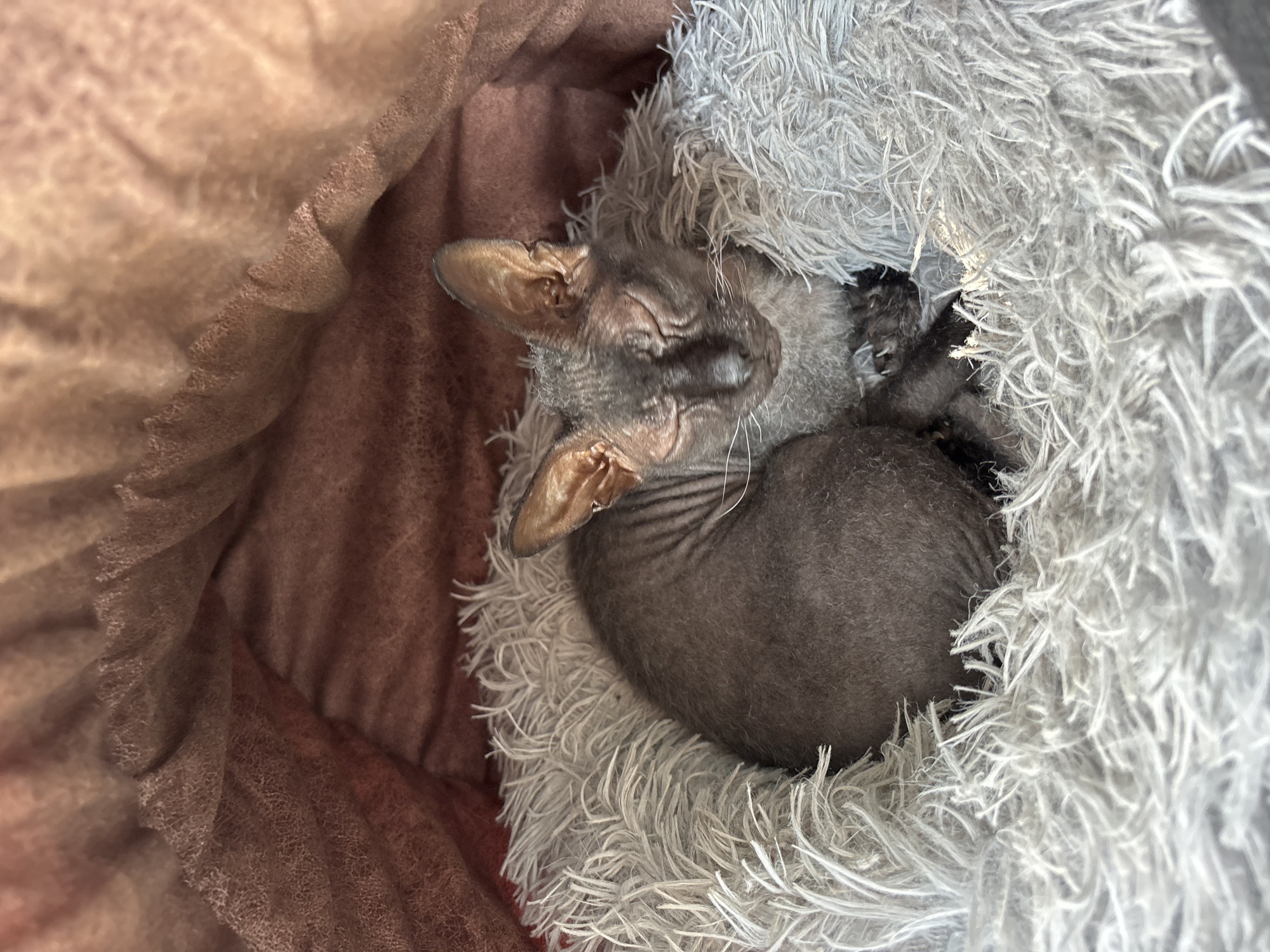 A dark grey, hairless Sphynx cat is curled up asleep in a fluffy, grey pet bed, which is nestled inside a soft, brown fabric structure. The cat's eyes are closed, and its ears are prominent. The background consists of the textured brown fabric. This image was captured in Atbasar, Kazakhstan.