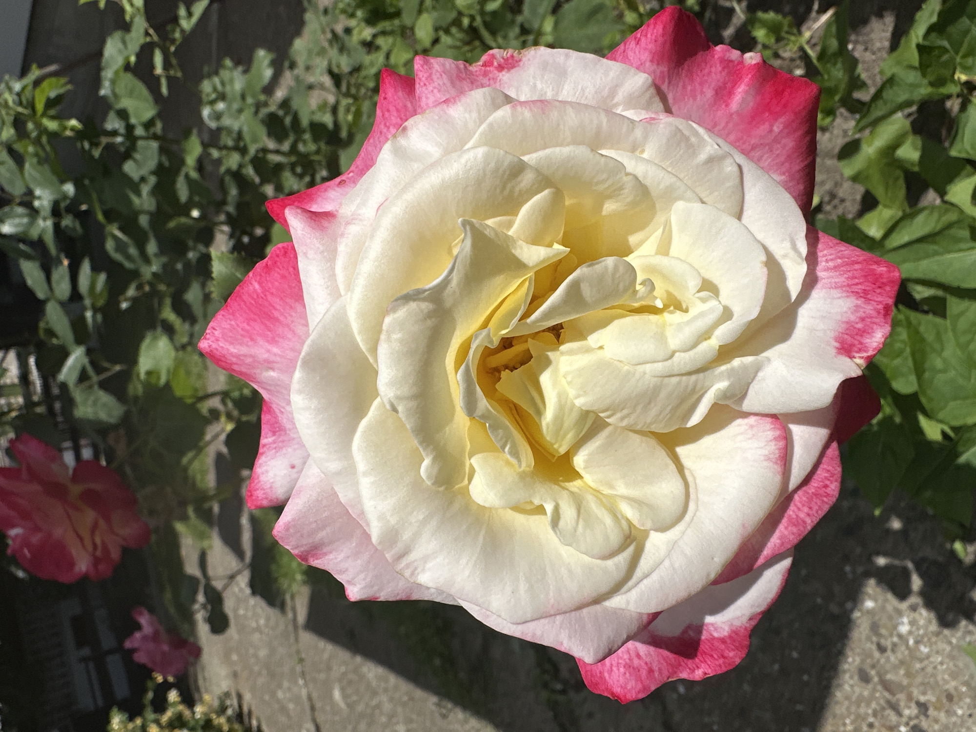 A close-up, high-angle shot showcases a bi-colored rose in full bloom, its petals transitioning from a creamy white center to vibrant pink edges. The rose is positioned in the foreground, with its intricate petal structure clearly visible. In the background, out-of-focus greenery and a hint of a paved surface suggest an outdoor garden setting. The lighting indicates it is a sunny day, casting shadows on the ground. The specific location in Târgu Neamț, Romania, cannot be determined from the visual information provided in the image. There are no people, actions, or interactions depicted.