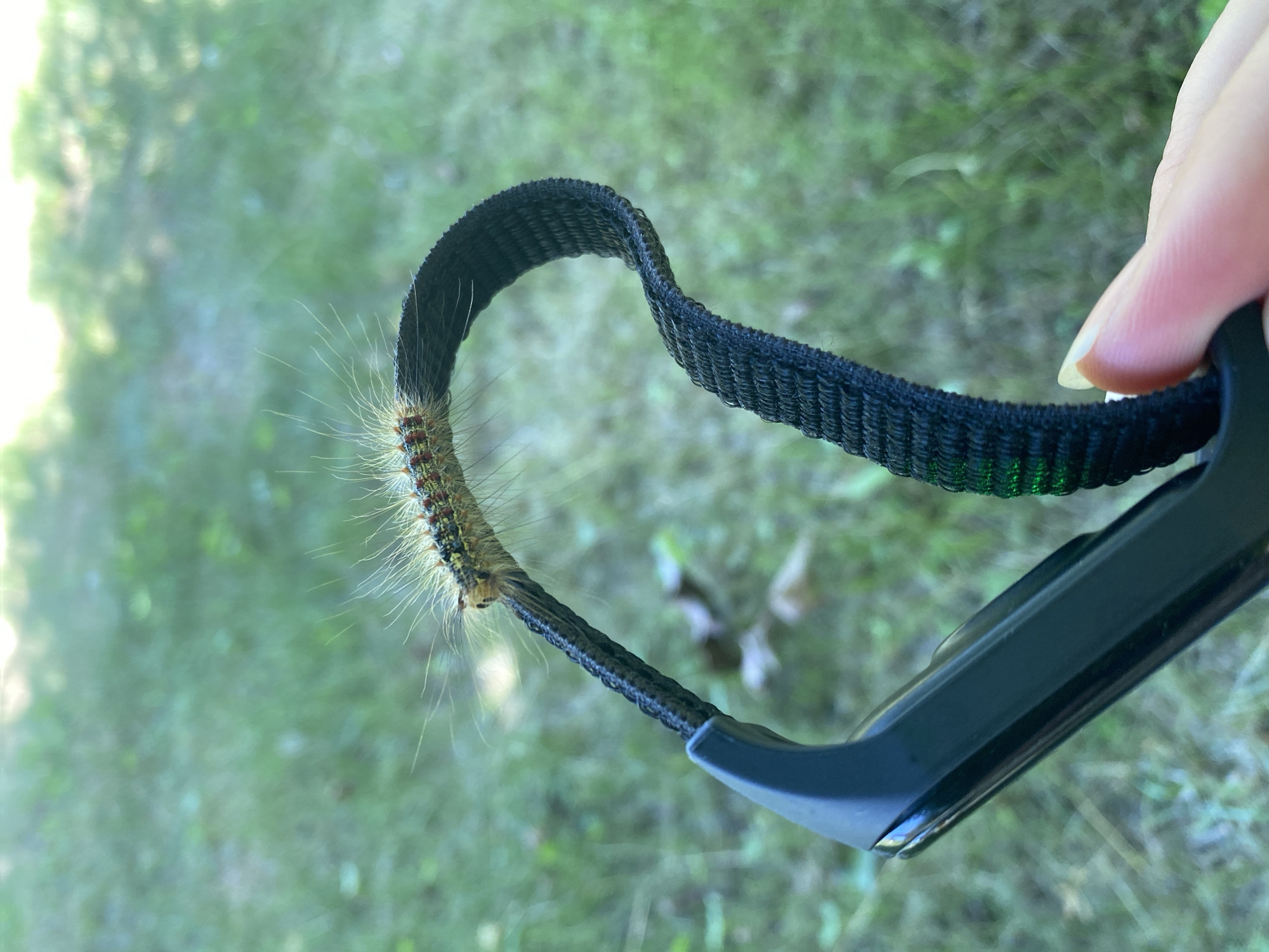 A close-up, eye-level shot features a caterpillar on a black fabric strap. The caterpillar, with its fuzzy body displaying segments of yellow, green, red, and black, is positioned on the curved strap, which is attached to a black device. A human finger, with a pale fingernail, is visible at the bottom right, appearing to hold the device. The background is blurred, showing a green, grassy outdoor environment with dappled sunlight filtering through trees. The location is an outdoor area in Anos, Russia.