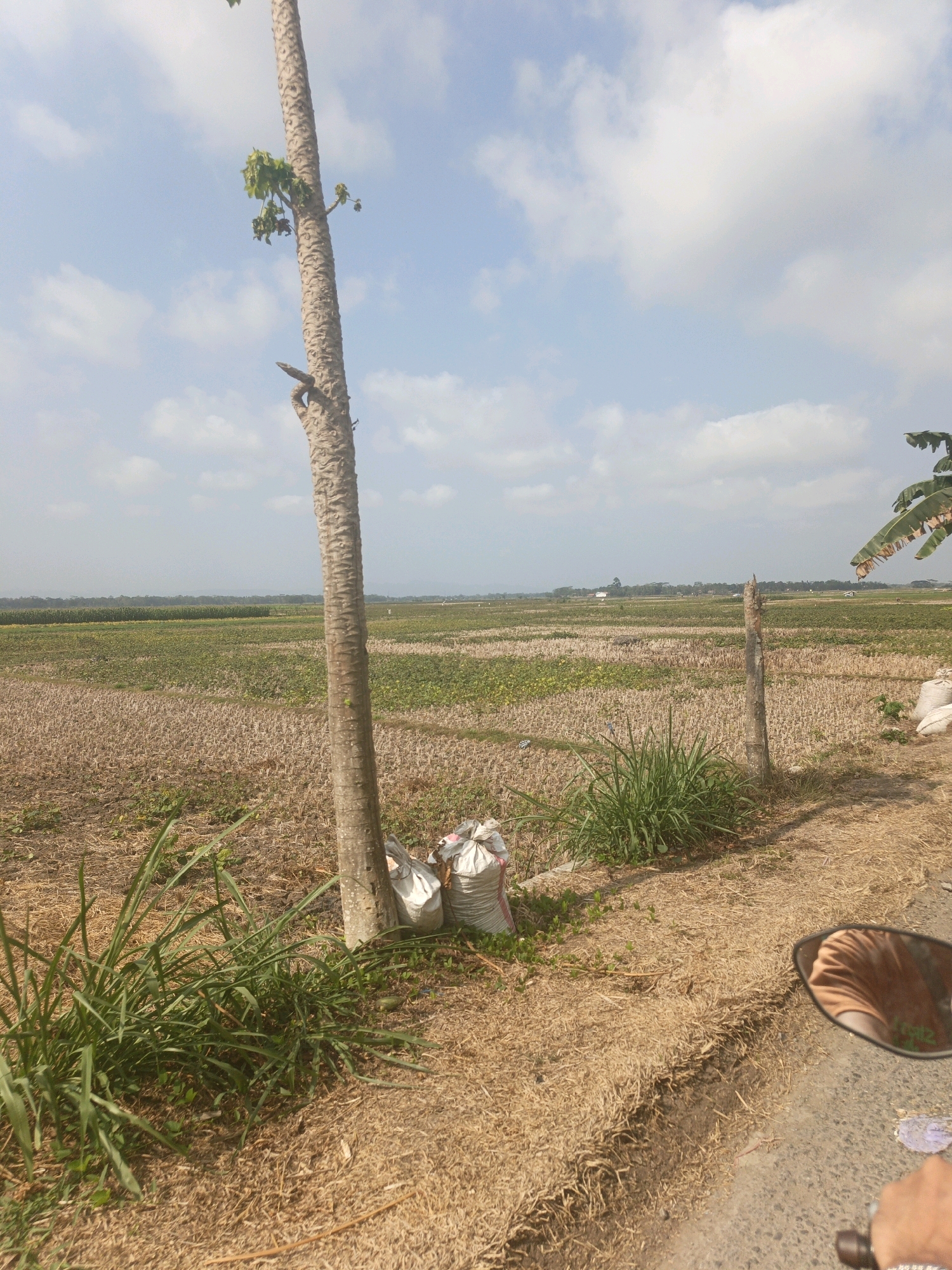 This is a medium-angle, eye-level, outdoor photograph taken from the perspective of a moving vehicle on a sunny day. The scene depicts a rural landscape near Pasuruan, Indonesia, characterized by agricultural fields and a clear sky with scattered clouds.
In the foreground, a narrow paved road runs diagonally from the bottom right of the frame. To the left of the road, dry, golden-brown grass and stubble cover the ground. A tall, slender tree trunk, segmented with rough bark, stands prominently in the left-center of the image. Several white sacks are piled at the base of this tree, near a clump of green grass. A wooden post is visible in the middle ground to the right, marking the edge of the fields.
The midground and background are dominated by extensive agricultural fields. Some areas of the fields are covered in dry stubble, suggesting a recent harvest, while others show rows of green crops, possibly vegetables or grains. In the distance, a flat horizon is dotted with small buildings and greenery, with a hazy blue mountain range or hills forming the farthest backdrop. The sky is a pale blue, with fluffy white clouds drifting across it. A small portion of a motorcycle's side mirror is visible in the bottom right corner, reflecting a person's torso wearing an orange shirt. The overall impression is one of a dry, agricultural region under a bright sky.