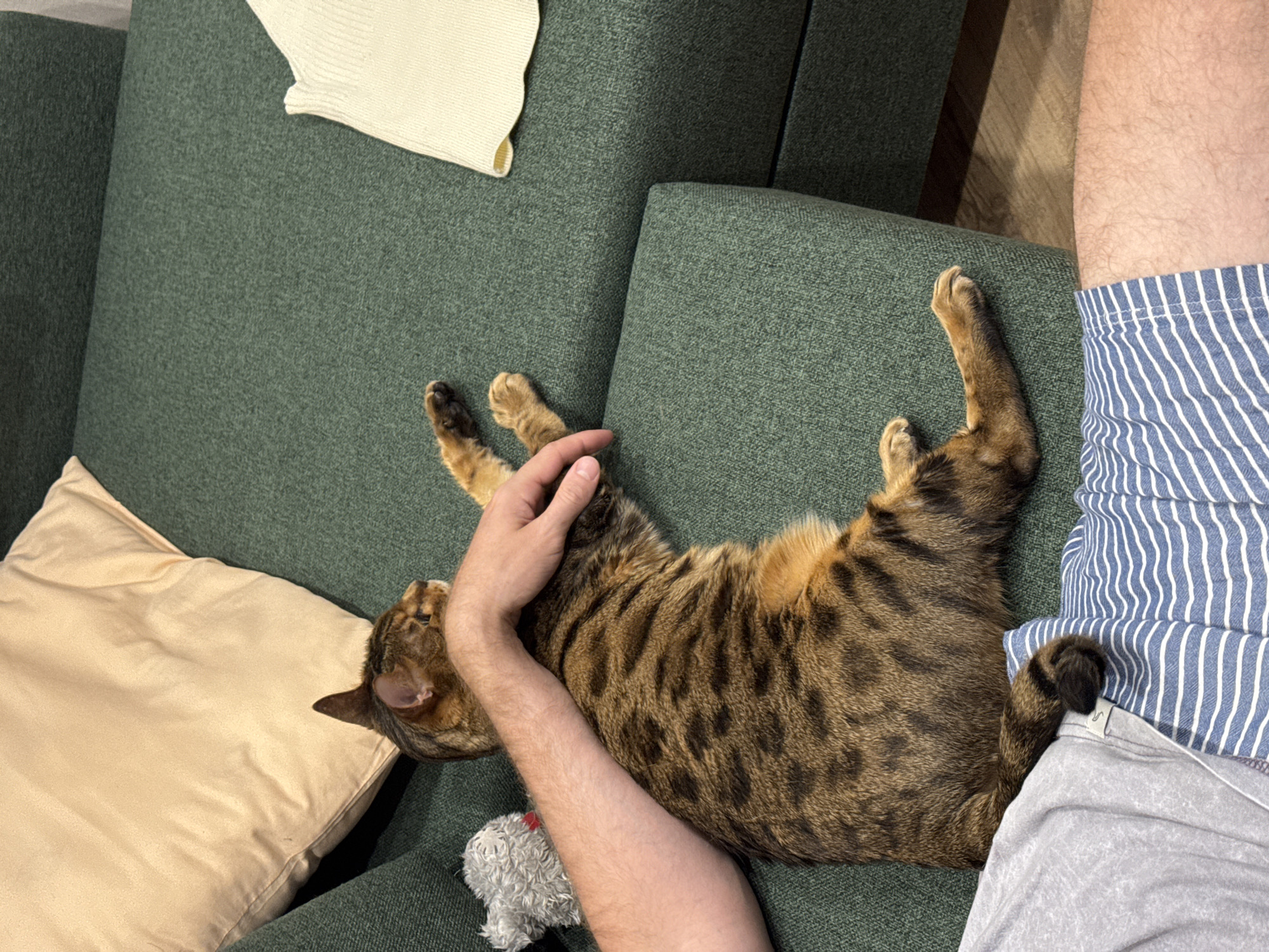 A top-down shot shows a tan-colored cat lying on a dark green couch and being held by a light-skinned person. The cat is positioned in the middle of the frame, with its tail near the right edge and its head toward the bottom left. A light-skinned arm with a hand resting on the cat's back is visible. The person is wearing striped blue and white shorts and a light gray shirt. A small, gray, stuffed animal sits near the cat's head, and a tan pillow is visible behind the cat. A folded off-white sweater rests on the couch near the top left corner. The background consists of the green couch, with a section of light-colored wood visible on the right. The location is Unknown, Unknown.