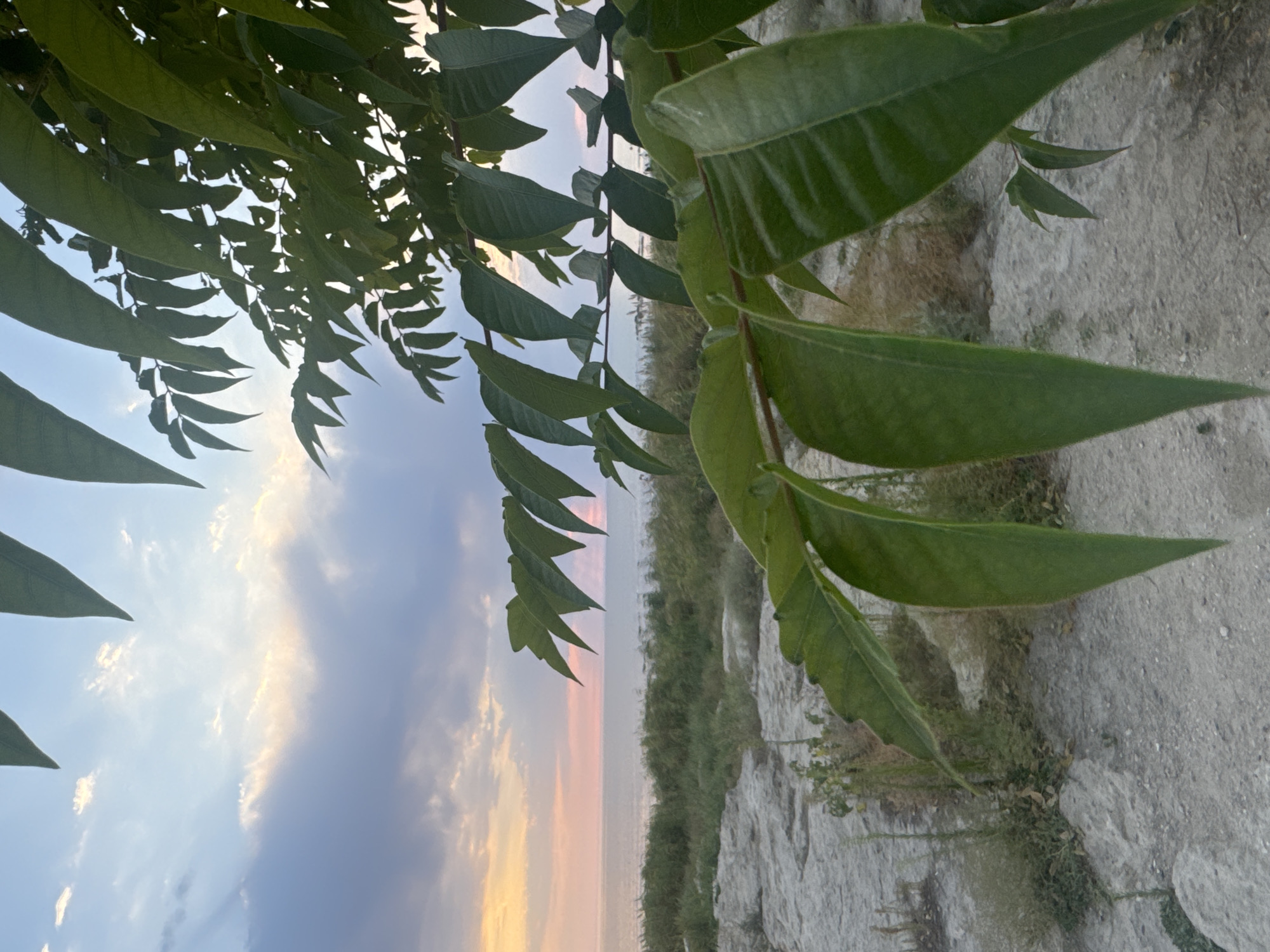A branch with large green leaves is in the foreground, partially obscuring a sunset over the Caspian Sea. The sea is calm, with a pale pink and orange glow on the horizon, reflecting the colors of the sky. Beyond the sea, the sky transitions from soft pink and orange near the horizon to blues and grays with scattered clouds. The foreground shows a rocky, uneven terrain with sparse, dry grass. The scene appears to be a coastal area in Aktau, Kazakhstan, likely a natural or semi-natural landscape near the city.