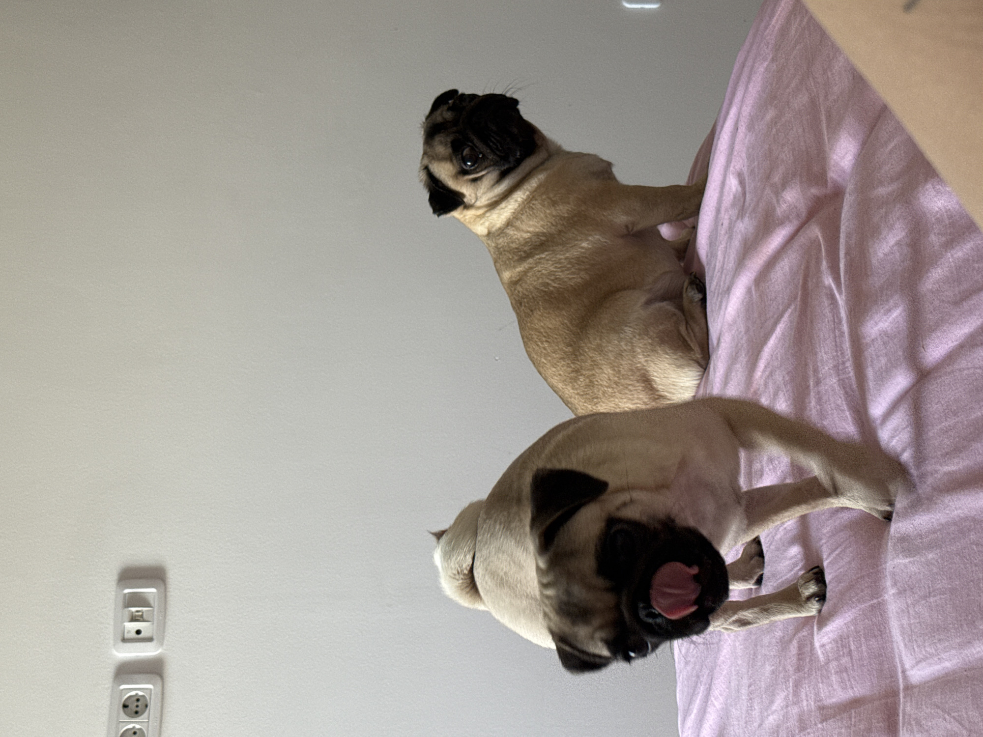 Two pug dogs are the subjects of this indoor photograph, which appears to have been taken in a bedroom. The pugs are on a pink bed. One pug is in the foreground, facing the camera with its tongue out. The other pug is in the background, facing to the right and looking slightly away from the camera. The wall behind the dogs is a pale color, and there are two electrical outlets visible on the wall. The lighting suggests it is daytime, and the overall atmosphere is casual and domestic.