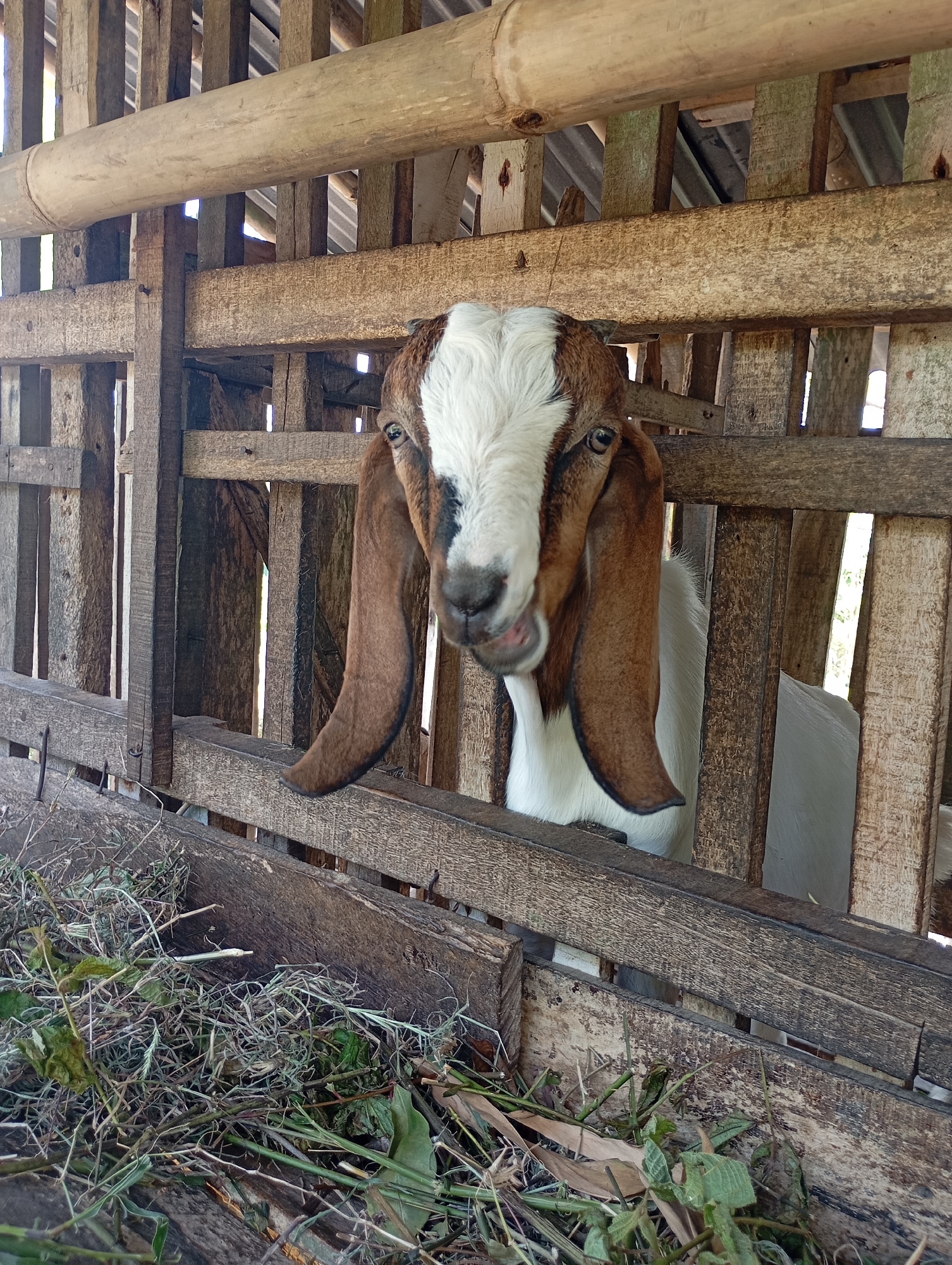 A goat with brown and white markings on its face and long, drooping brown ears pokes its head through the wooden slats of a simple, rustic enclosure. The goat's tongue is slightly extended, and its eyes are visible. The enclosure appears to be made of rough, weathered wood and possibly bamboo, with a trough of dried grass and green foliage in the foreground. The background shows more wooden structure and a glimpse of a corrugated metal roof. The scene suggests a rural or farm setting, potentially in Ketepung, Indonesia, where such agricultural structures are common.