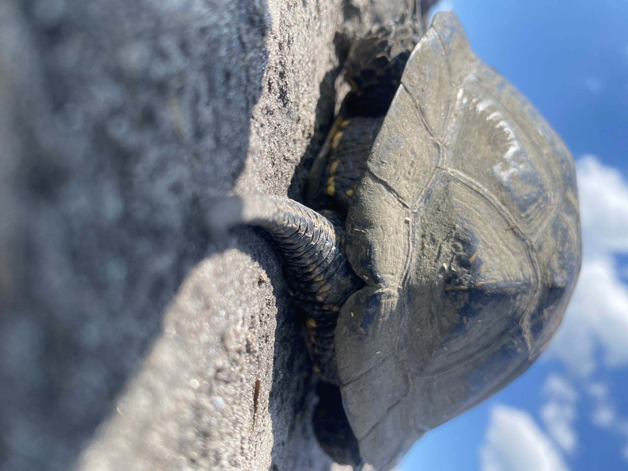 The image shows the rear portion of a turtle on a sandy surface. The turtle's shell is dark and appears dirty, with visible scutes. A portion of the turtle's tail, which is scaled and segmented, extends out from under the shell. The background consists of a bright blue sky with scattered white clouds. The lighting suggests it is daytime and sunny. The scene is located on the ground in Ustyvytsya, Ukraine. There are no people or any other animals visible in the image.