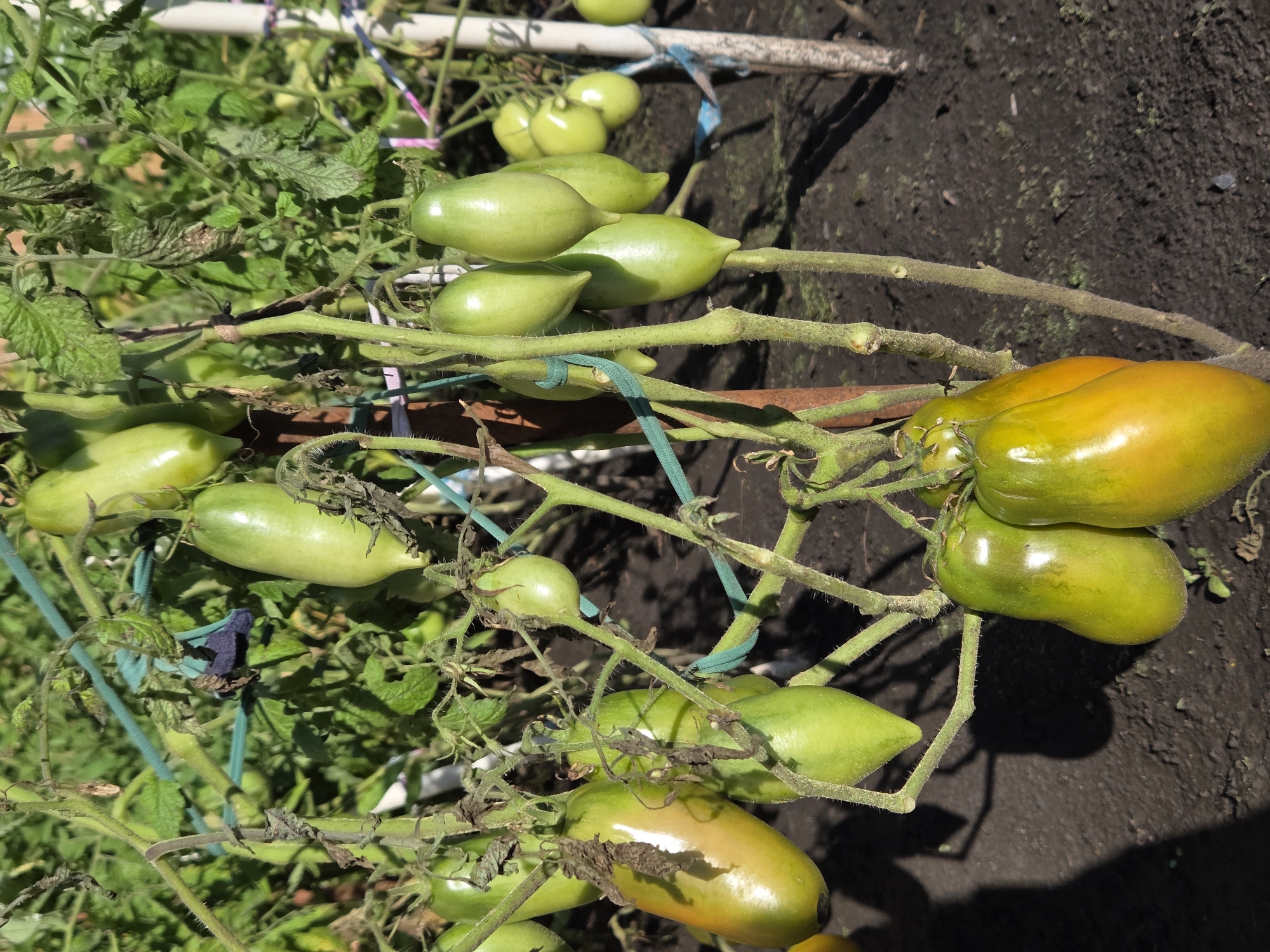The image shows a close-up view of a tomato plant laden with unripe, elongated green tomatoes. The tomatoes are attached to thin, sturdy stems, some of which are supported by green and blue twine. The plant is growing in dark, rich soil, and the background is filled with more green foliage and hints of sunlight. In the distance, parts of a white support structure, possibly a fence or stake, are visible. The overall impression is that of a home garden. There is no indication of the specific location within Ulyanovsk, Russia.
