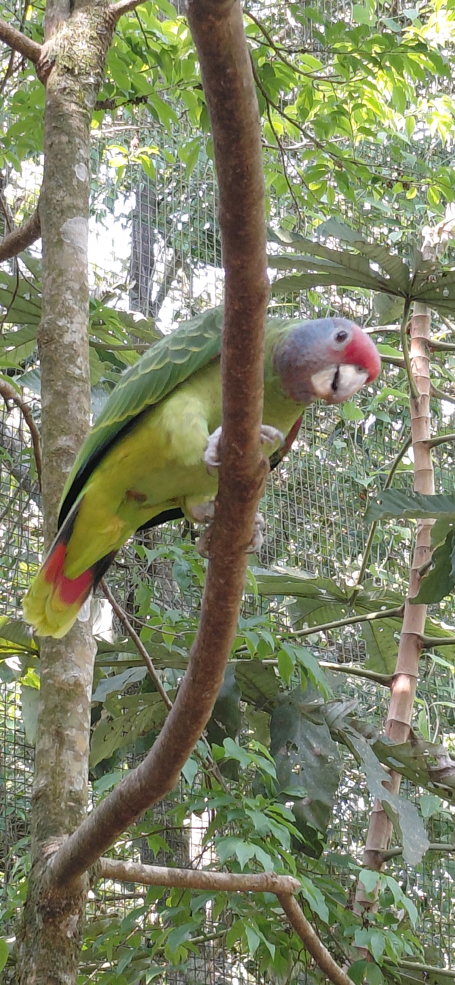 A medium shot captures a green parrot with a red beak perched on a tree branch in a forest setting. The parrot's head is tilted downwards, revealing a pinkish-red beak and a grayish-blue crown. Its body is primarily green with touches of yellow on its underside, and its tail feathers are tipped with red. The parrot is positioned on a rough, brown branch, with other branches and lush green foliage surrounding it. In the background, a wire mesh fence is visible, suggesting the location might be a zoo or an aviary. The lighting is natural, casting soft shadows through the leaves. The overall scene is vibrant and natural, focusing on the detailed features of the bird. The image does not provide information to ascertain a specific location within Foz do Iguaçu.