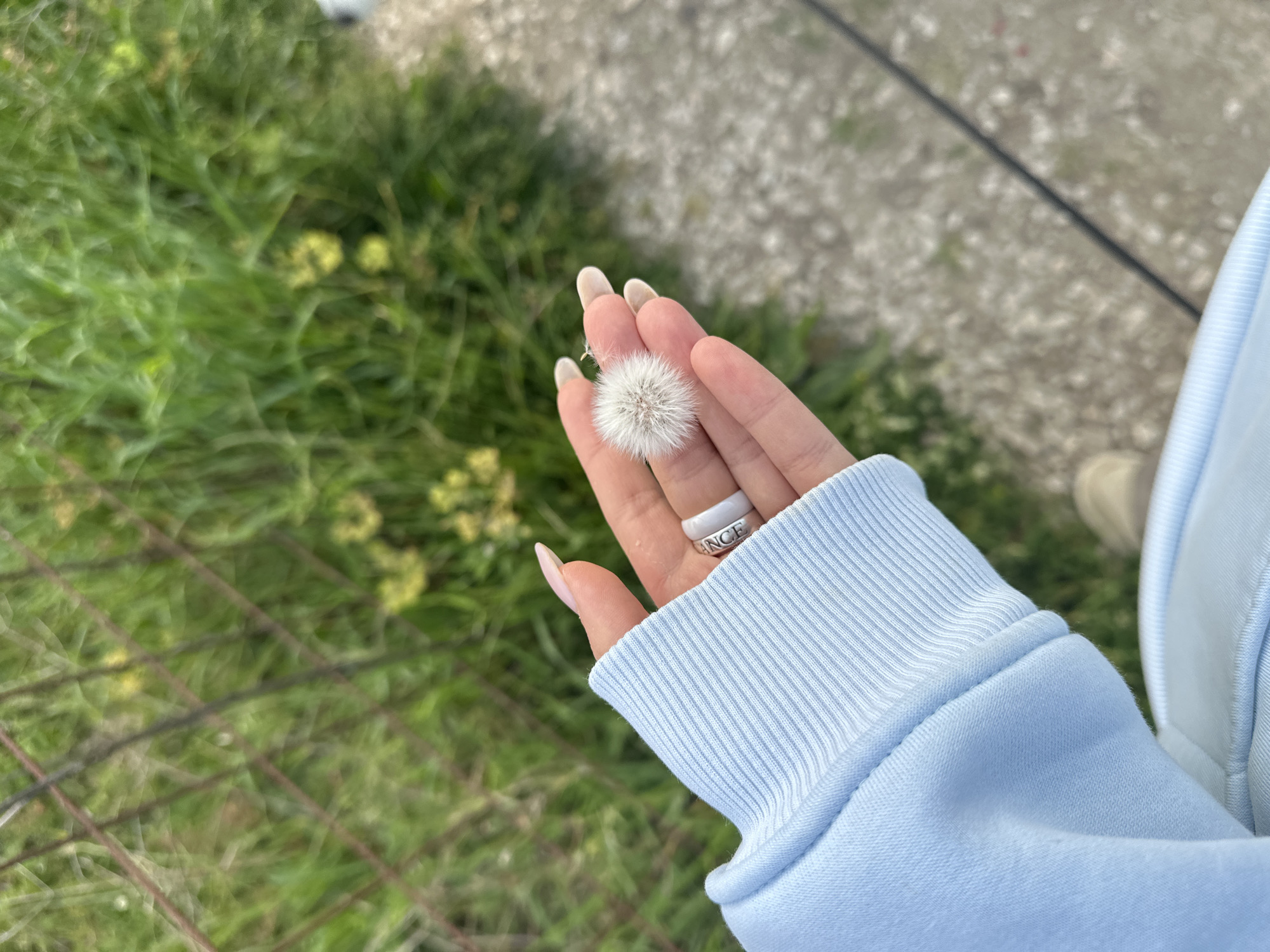 A dandelion seed head rests in the palm of a person's hand. The person is wearing a pale blue sweatshirt. A silver ring is on the person's finger. Green grass and vegetation are visible in the background, partially obscured by a metal fence. A concrete surface is also partially visible in the background. The location is a garden in Bar, Montenegro.