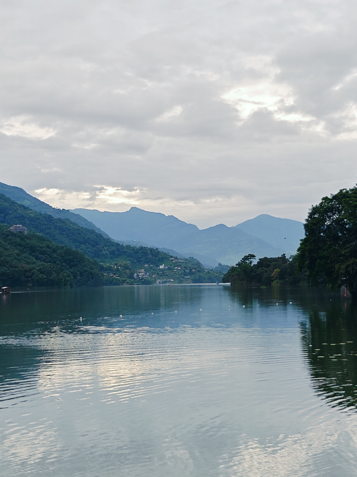 The image depicts a serene view of Phewa Lake in Pokhara, Nepal, on an overcast day. The foreground is dominated by the calm, rippling surface of the lake, reflecting the muted light of the sky and the surrounding landscape. Small white buoys are scattered across the water.
To the left, verdant, tree-covered hills rise steeply, dotted with buildings that blend into the hillside. The middle ground features a stretch of shoreline with more structures and a dense line of trees. In the distance, layers of mountains are visible, their peaks softened by atmospheric haze. A large, mature tree with dark green foliage occupies the right side of the frame, its branches extending towards the lake. The sky is filled with a soft, diffused light filtering through layers of grey clouds.