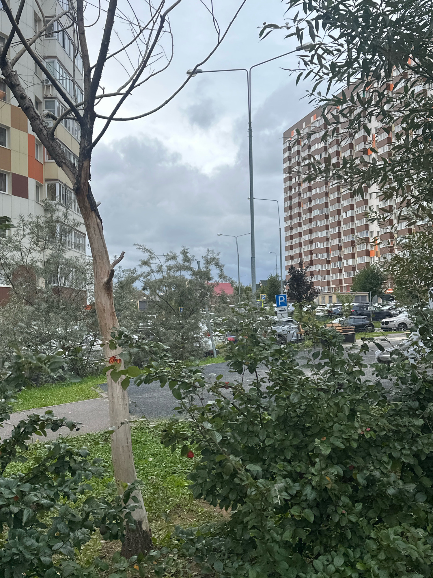 The image depicts an outdoor scene in the city of Vidnoye, Russia. In the foreground, a bare, slender tree trunk with dark, charred bark stands vertically. Green bushes with dark leaves and a few red berries are visible around the base of the tree. Behind the tree, a paved sidewalk and a patch of grass can be seen. Further in the background, a tall apartment building with a beige and brown facade, featuring numerous windows and balconies, dominates the right side of the frame. Another apartment building, with sections of orange, beige, and brown, is partially visible on the left. Several streetlights with modern fixtures are positioned throughout the scene. A parking lot filled with various cars is visible in the midground, and a blue parking sign is present. The sky is overcast with cloudy conditions.