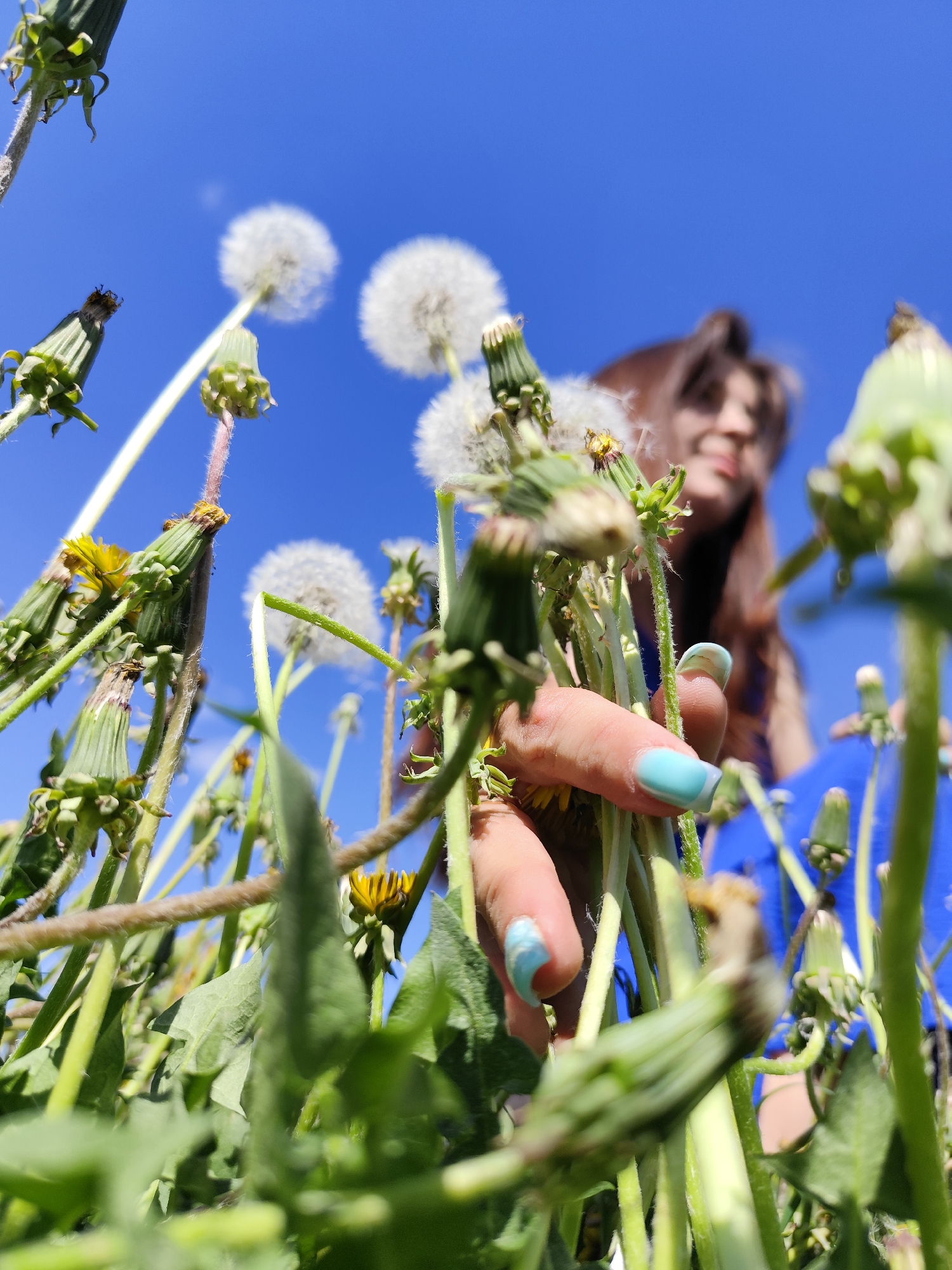 A low-angle, close-up shot shows a woman in a field of dandelions under a bright blue sky, but there is no indication this is in the city of Фоки, Russia. The camera focuses on a hand with light blue nail polish holding a bunch of dandelions, both those in bloom and closed buds. The woman, with blurred features and brown hair, stands behind the dandelions wearing a blue garment. The shot captures the dandelions from a ground-level perspective.