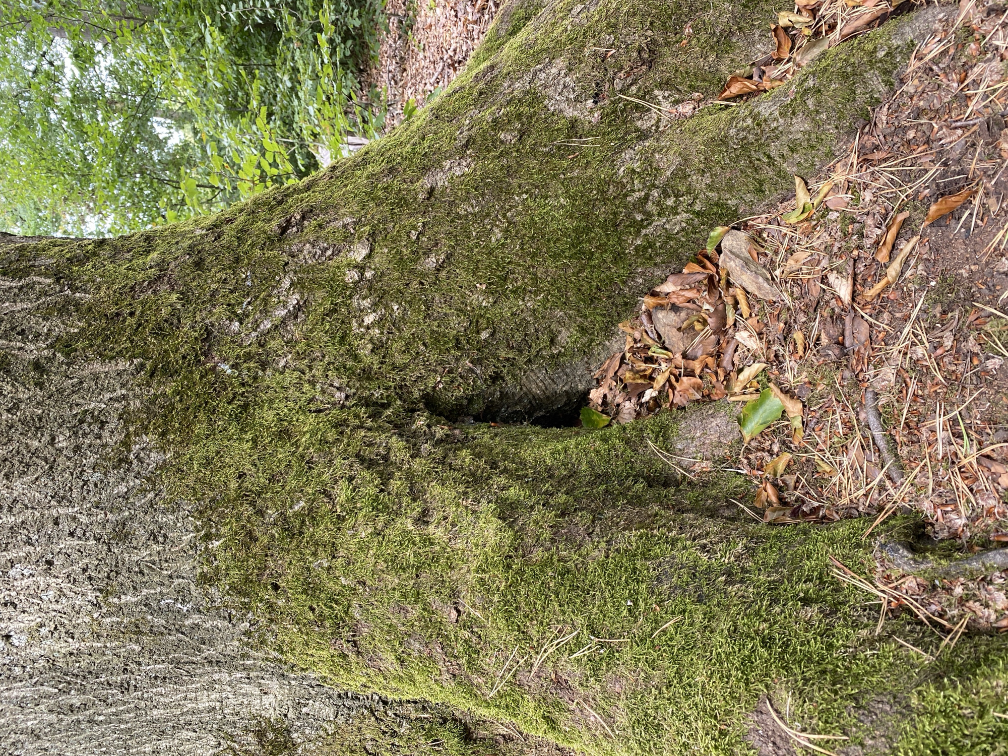 The image shows the base of a large, moss-covered tree in a forest. The tree has a prominent hollow or cavity at its base, filled with fallen leaves and pine needles. The ground around the tree is covered with similar forest debris. In the background, lush green foliage and more trees are visible, suggesting a natural woodland environment. The lighting indicates it is daytime, likely outdoors in a shaded area. The scene does not contain any people or explicit signs of human activity beyond the potential for this to be a park or managed forest. The exact location within Altenkirchen, Germany, is not discernible from the image itself, but it depicts a typical forest floor scene.