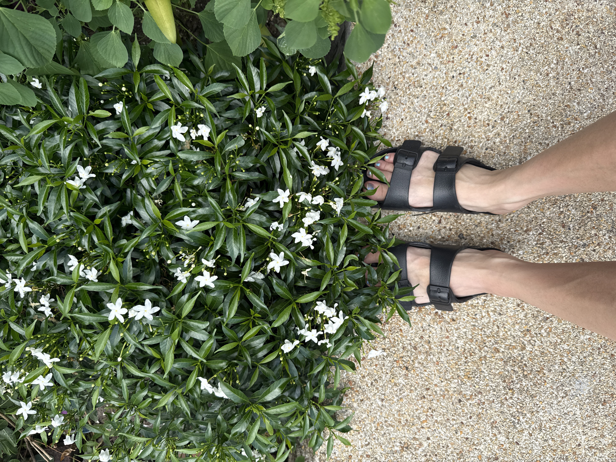 An overhead view shows a pair of black sandals on a person's feet, positioned on a light-colored gravel path. The sandals are in the foreground, with the person's legs extending upwards. Behind the feet is a dense bush with lush green leaves and numerous small white flowers. To the right of the bush, large green leaves from another plant are visible. The scene appears to be an outdoor setting in a garden or park. The location in Ko Samui District, Thailand is noted.
