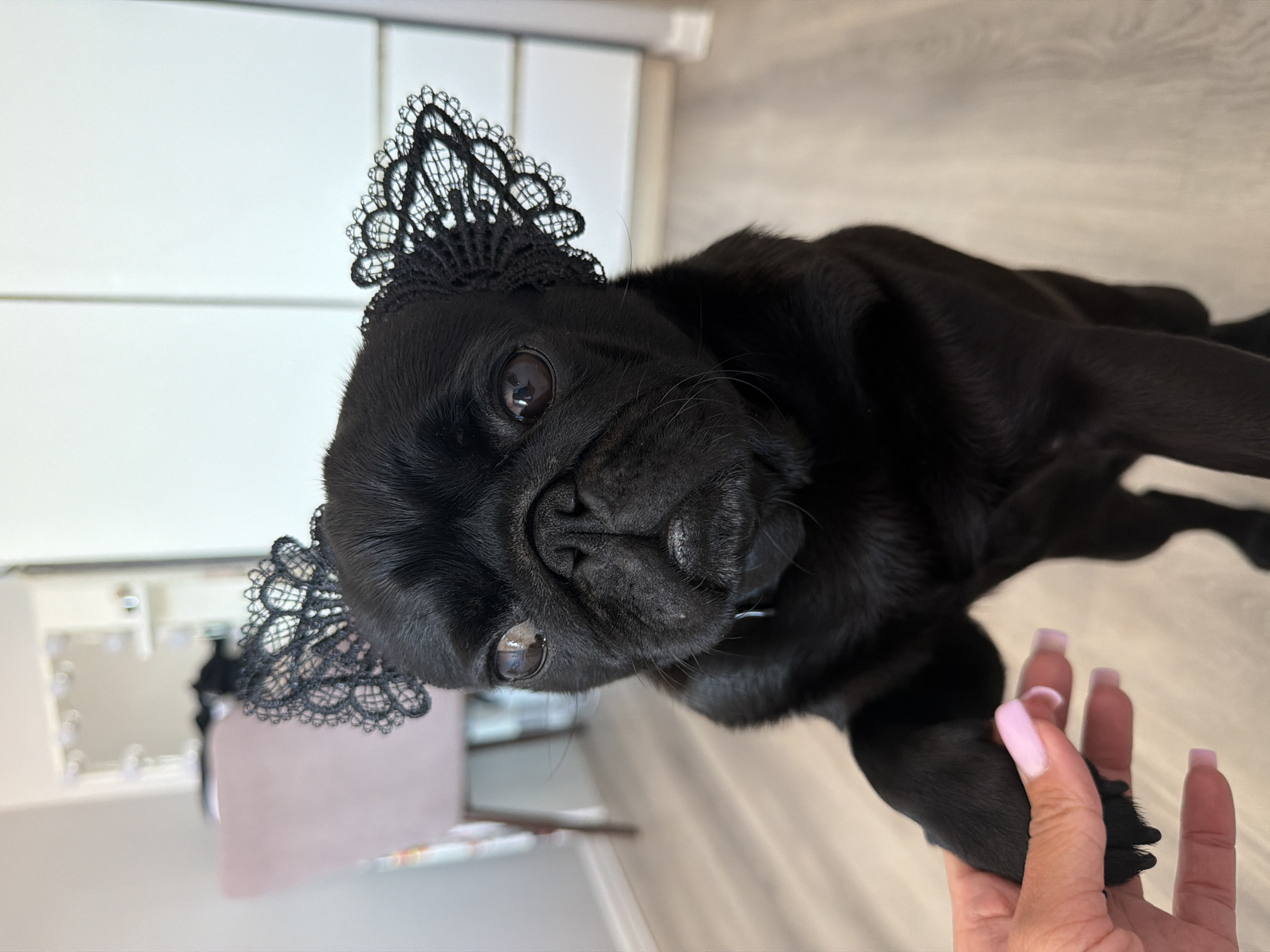 A black pug wearing black lace ear accessories is pictured in a close-up, medium shot. The pug is looking directly at the camera with a slightly sad expression. Its left paw is extended towards the viewer and is being held by a human hand with light pink fingernails. The background is blurred but appears to be an indoor setting with light-colored walls and a wooden floor. The environment does not contain any discernible features that would indicate its location in Sirius, Russia.