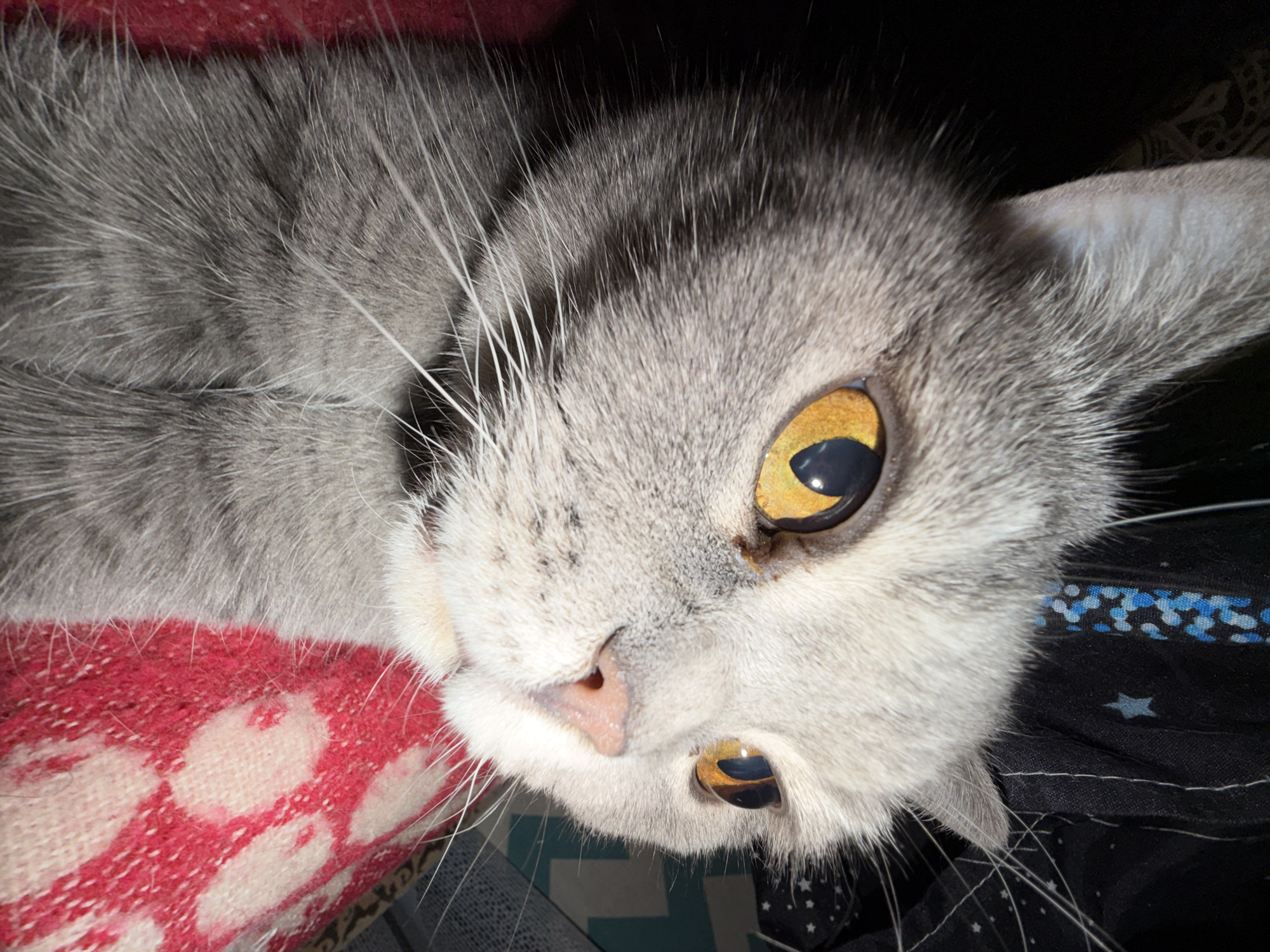A close-up, high-angle shot depicts a gray cat with yellow eyes. The cat is lying down, partially on a red and white patterned blanket, and partially on a dark fabric with light-colored star patterns. The background is mostly dark. The location is not discernible in the image.