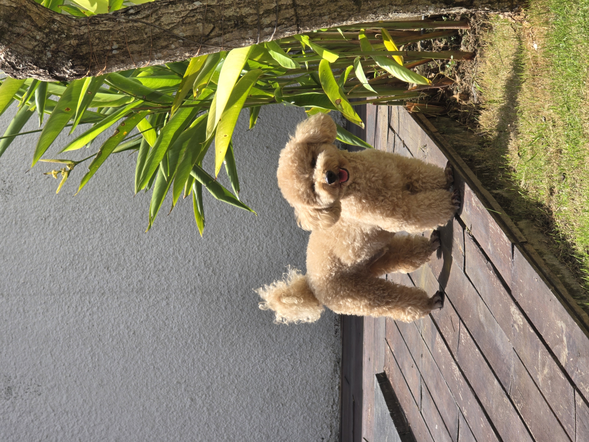 A medium-sized apricot poodle stands on a wooden deck adjacent to a patch of green grass and a gray wall. Part of a tree with green leaves hangs overhead, casting shadows on the scene. The setting appears to be outdoors on a sunny day. The poodle has a slightly open mouth with its tongue visible. Location information is Unknown, Unknown.