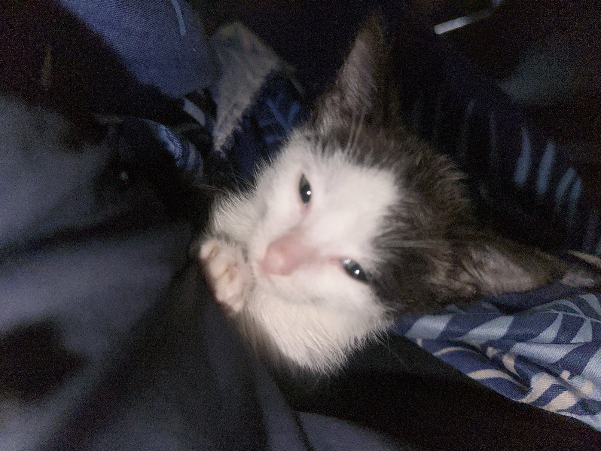 The image is a close-up of a black and white kitten nestled within dark blue fabric. The kitten's face is mostly visible, with its eyes open and looking slightly upwards. Its ears are large and pointed, and its nose is a light pink color. One of its front paws is visible, resting on the fabric. The fabric appears to be a patterned material with blue and white stripes. The lighting is dim, and the image has a grainy quality, suggesting it was taken with a low-light camera or in low light conditions. The setting appears to be indoors, possibly in a domestic environment. There are no identifiable landmarks or clues that would indicate its location in Jos, Nigeria.