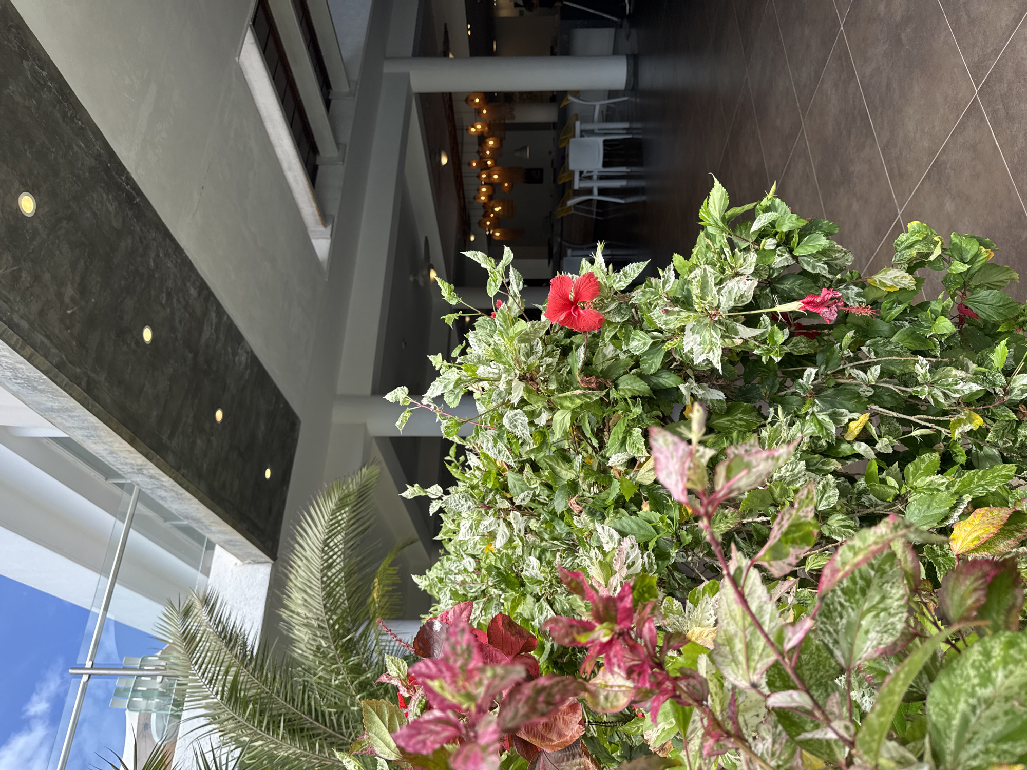 The image depicts a close-up view of a tropical plant with variegated leaves and vibrant red hibiscus flowers. The plant is situated in front of an indoor area, possibly a lobby or restaurant, suggested by the presence of columns, furniture, and pendant lights in the background. The architecture appears modern with large glass windows reflecting the sky and structural elements. The location is Playa El Agua, Venezuela, indicated by the tropical flora and architectural style.