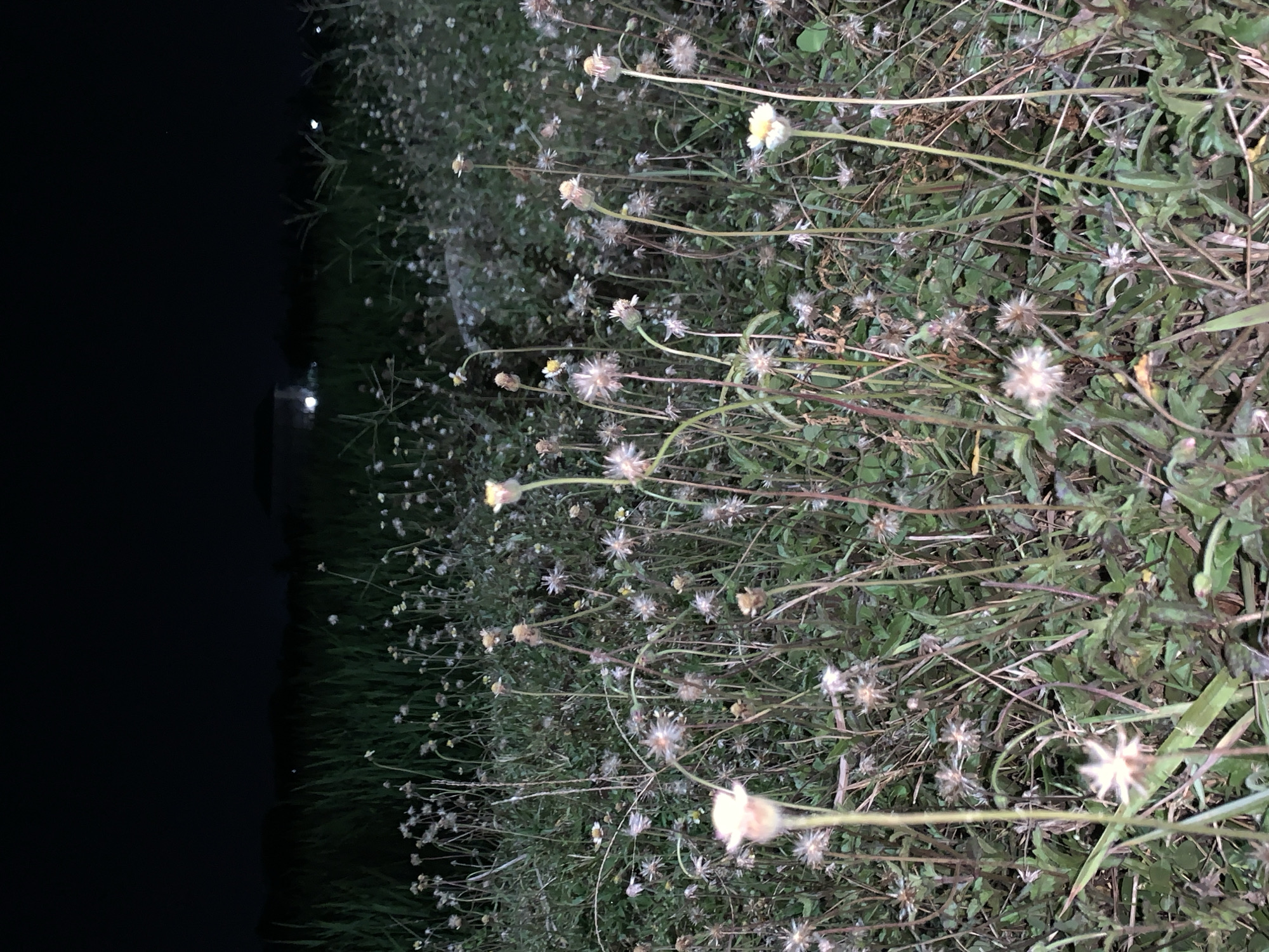 The image captures an outdoor vegetated area at night in Jungke, Indonesia. The foreground and midground are densely populated with various weeds and grasses, primarily small flowering plants featuring numerous off-white to pale yellow composite flower heads and mature, star-shaped seed heads. These plants exhibit slender green stems and varying stages of growth, interspersed with broader leaves and dried plant matter. Illumination originates from an unseen artificial light source, casting a low-angle light across the vegetation, highlighting the individual stalks and flower structures. The background consists of taller, dark green grasses forming a distinct, dense line against a profoundly dark night sky. A distinct, bright point of light, consistent with an artificial source such as a distant street lamp or building light, is visible in the upper left midground, with additional fainter lights discernible further to the right. No individuals, animals, or identifiable man-made structures are present within the immediate scene.