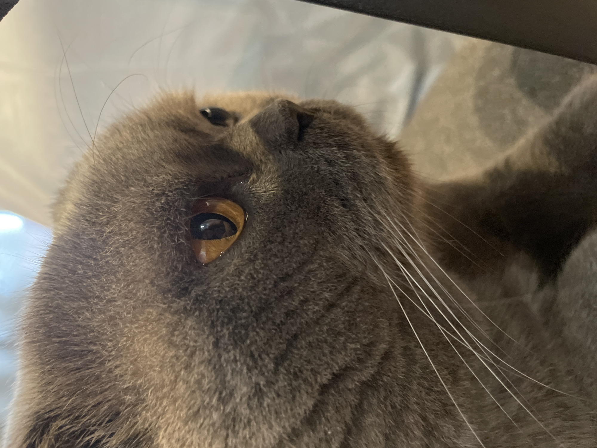 A close-up, side profile shot focuses on the face of a British Shorthair cat. The cat has dense, gray fur with subtle darker tabby markings visible on its cheek. Its large, expressive eyes are a striking amber color with dark pupils. Long, white whiskers fan out from its muzzle. The background is blurred, showing a soft, light-colored surface and what appears to be a darker object on the right edge of the frame. The lighting is warm and casts subtle shadows. The image does not depict a specific city or location.