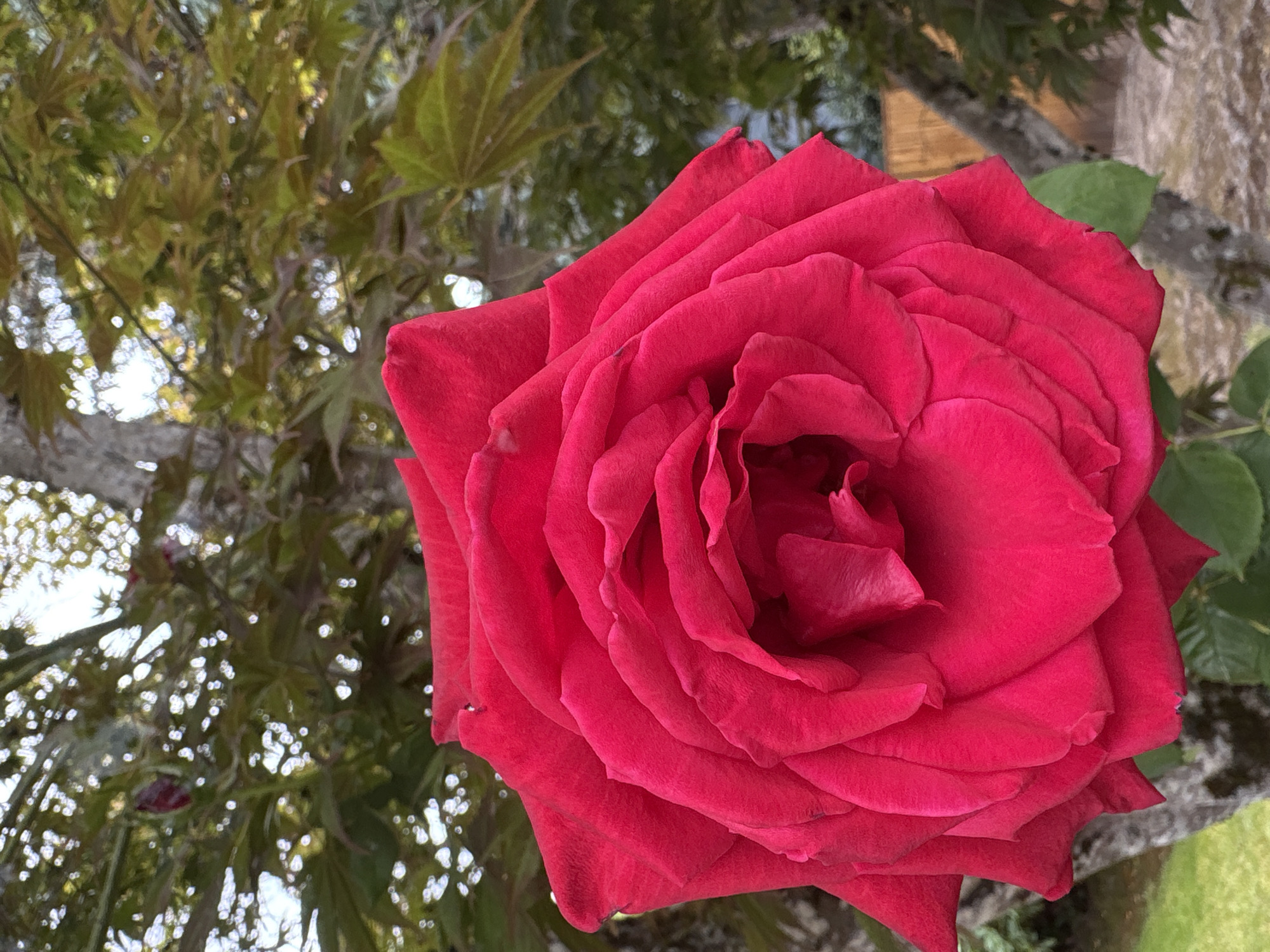 A close-up, eye-level shot captures a vibrant red rose in full bloom, its petals layered and unfurling towards the viewer. The rose dominates the foreground, with its texture and rich color emphasized. In the background, out of focus, is a tree with grey bark and green leaves, some of which have a reddish hue, suggesting it might be a Japanese maple. The dappled sunlight filtering through the leaves creates a soft, bokeh effect. A hint of a wooden fence and green grass can be seen in the lower right and left corners, respectively. The scene is set outdoors, likely in a garden, with no people or animals present. The overall impression is one of natural beauty and tranquility. The location is not specified in the image itself, and therefore its inclusion in the city of Beaverton, United States of America, is an assumption.