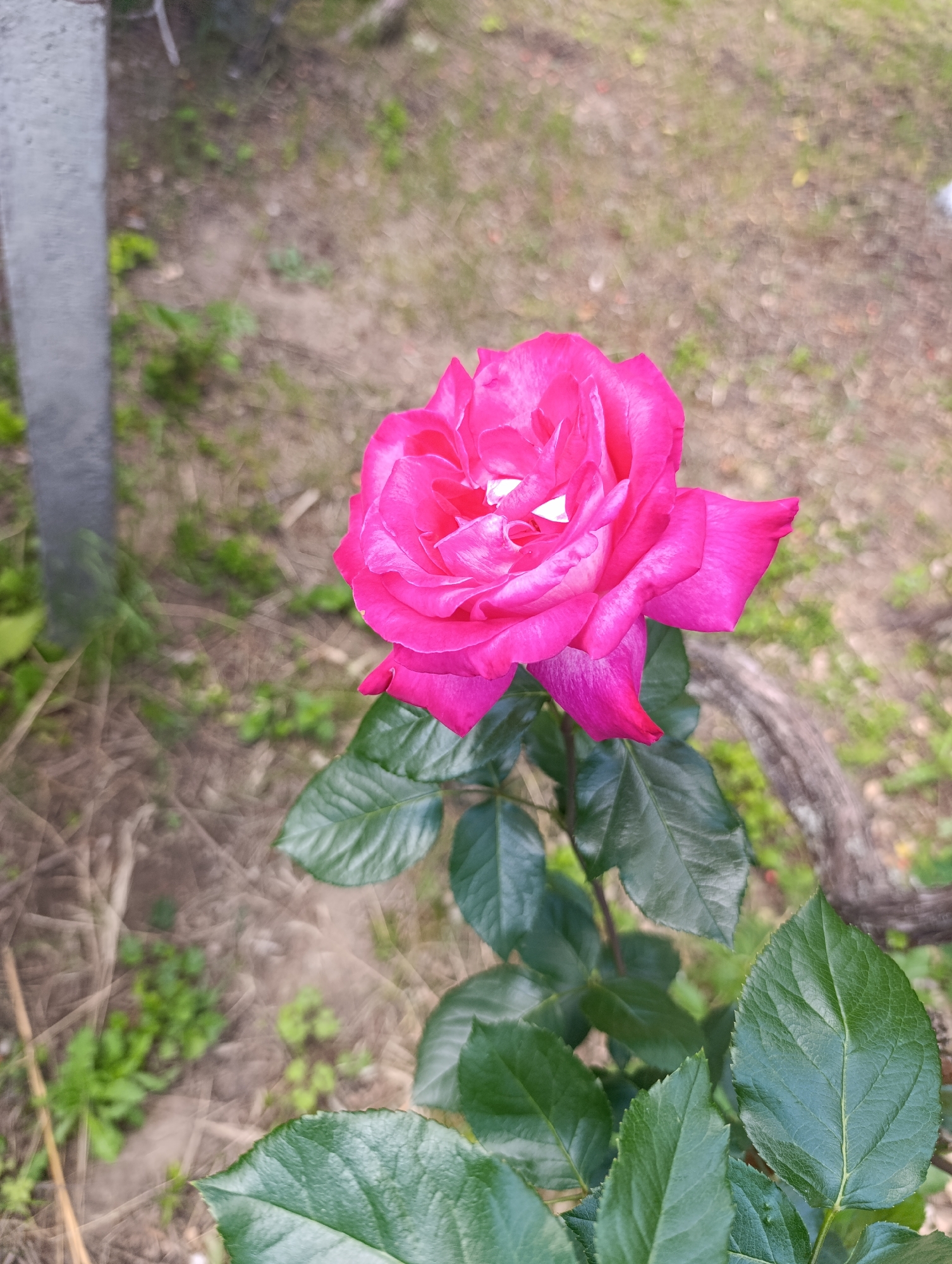A solitary, vibrant fuchsia-pink rose in full bloom is depicted in an outdoor setting in Nikolichevtsi, Bulgaria. The rose, positioned in the lower-right quadrant, exhibits multiple layers of intensely colored petals, with subtle white reflections visible towards its center. It is attached to a stem from which several deep green, serrated leaves extend into the foreground and midground. The background is heavily out of focus, revealing a ground surface composed primarily of light brown soil interspersed with sparse patches of green vegetation and dry organic matter. To the left, an out-of-focus vertical grey structural element, possibly a post or trunk, is visible. To the right, a blurred dark, curved object resembling a tree root or branch extends horizontally. Natural daylight illuminates the scene, highlighting the rose and its foliage. No human figures or discernible actions are present.