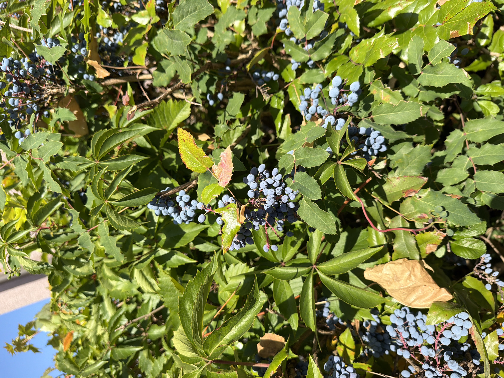 The image shows a close-up view of a bush with green leaves and clusters of blue berries. The berries are small and round, and they are growing in bunches. The leaves are a deep green, and some of them have yellow or reddish-brown edges, suggesting the onset of autumn. The bush appears to be outdoors, with a clear blue sky visible in the upper left corner. The lighting suggests it is daytime. There is no indication of the specific location within Bayreuth, Germany.