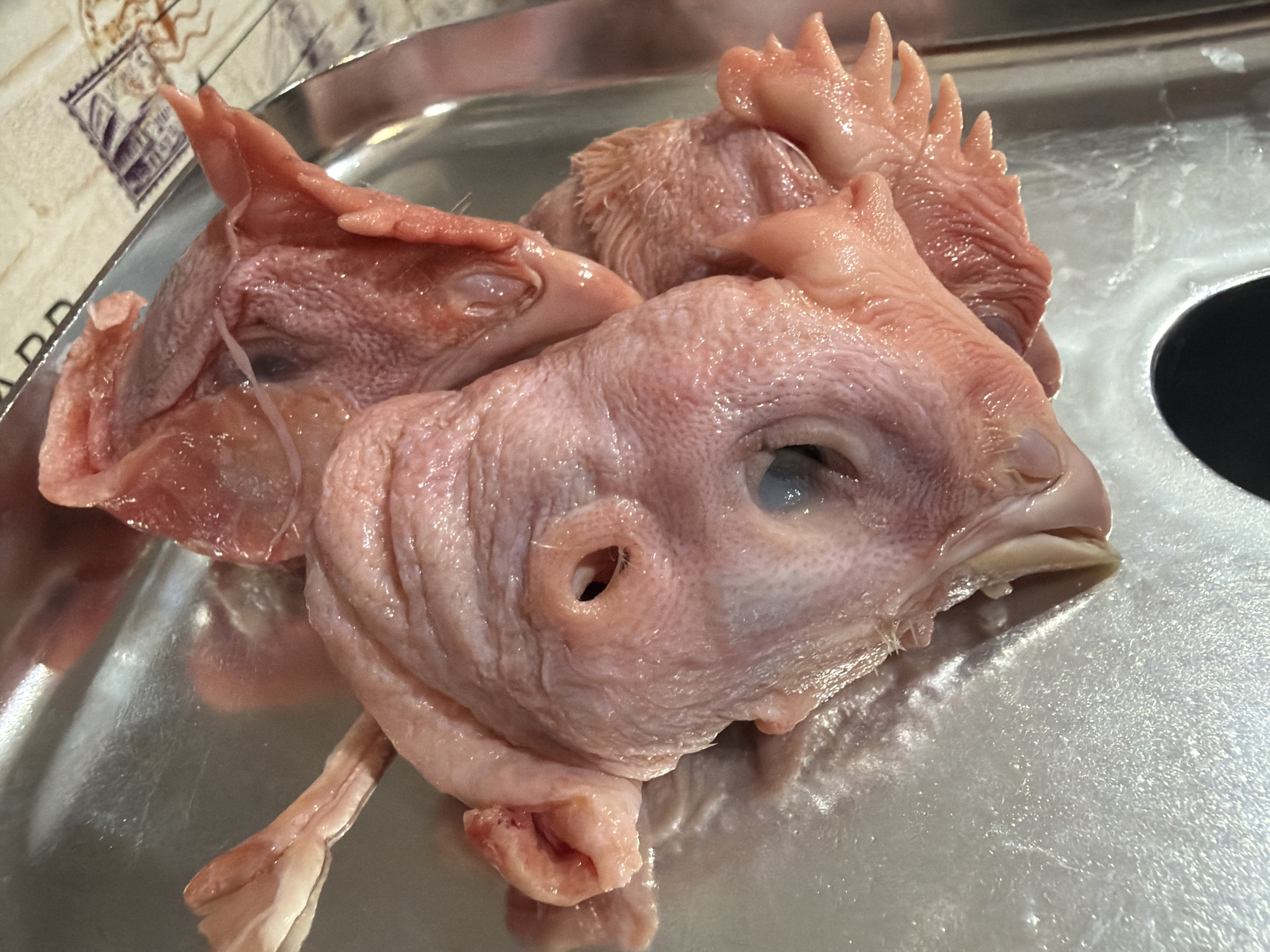 The image shows three chicken heads on a silver tray. The heads are pink and appear to be skinned. The eyes are open on one head, with a blue iris visible. One head has a visible ear hole. The tray is sitting on a surface with a tiled pattern.