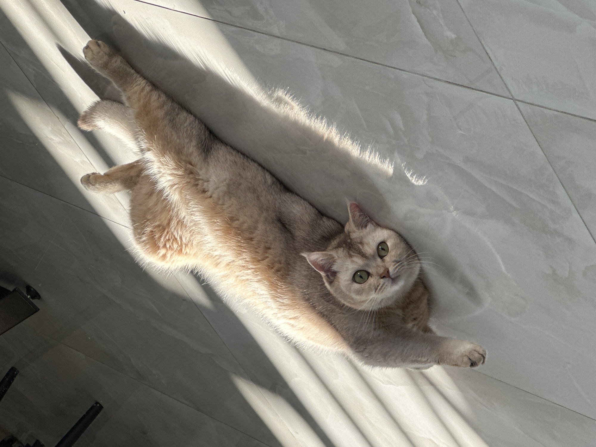 A light-brown cat is lying on a gray-tiled floor, stretched out and facing the camera. The cat has green eyes and a light-colored coat. A bright beam of sunlight illuminates the cat's body and casts a shadow on the floor. The location is Unknown, Unknown.