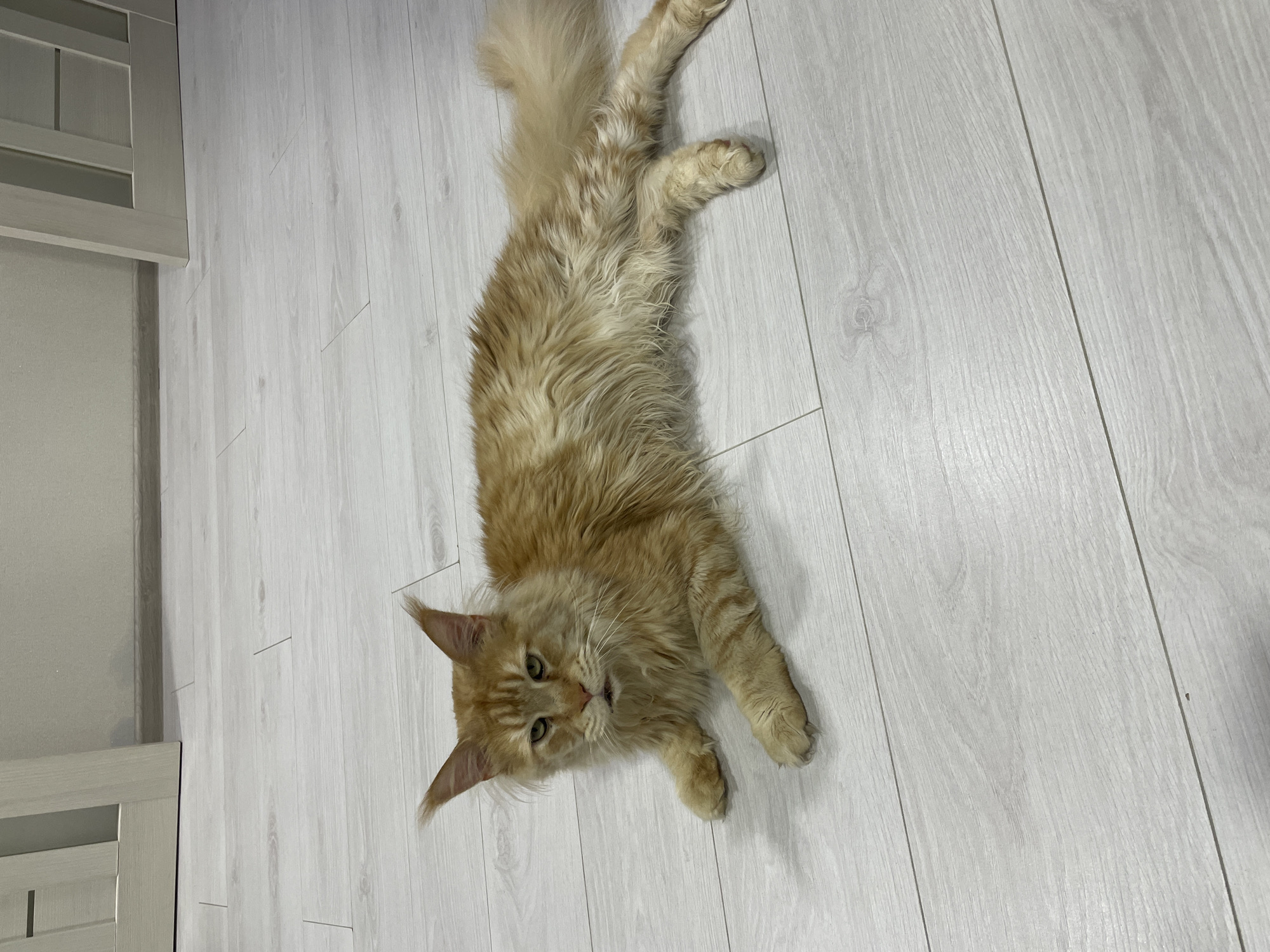 An orange Maine Coon cat lies on a light-colored laminate floor indoors. The cat is facing the camera, with its head slightly tilted and its mouth partially open. Its eyes are green, and its ears are pointed with tufts of fur. The cat has long, shaggy fur and prominent stripes on its legs and tail. The floorboards are arranged horizontally and show a wood grain pattern. In the background, a light-colored door with glass panes is visible. The overall scene is a snapshot of a domestic environment.