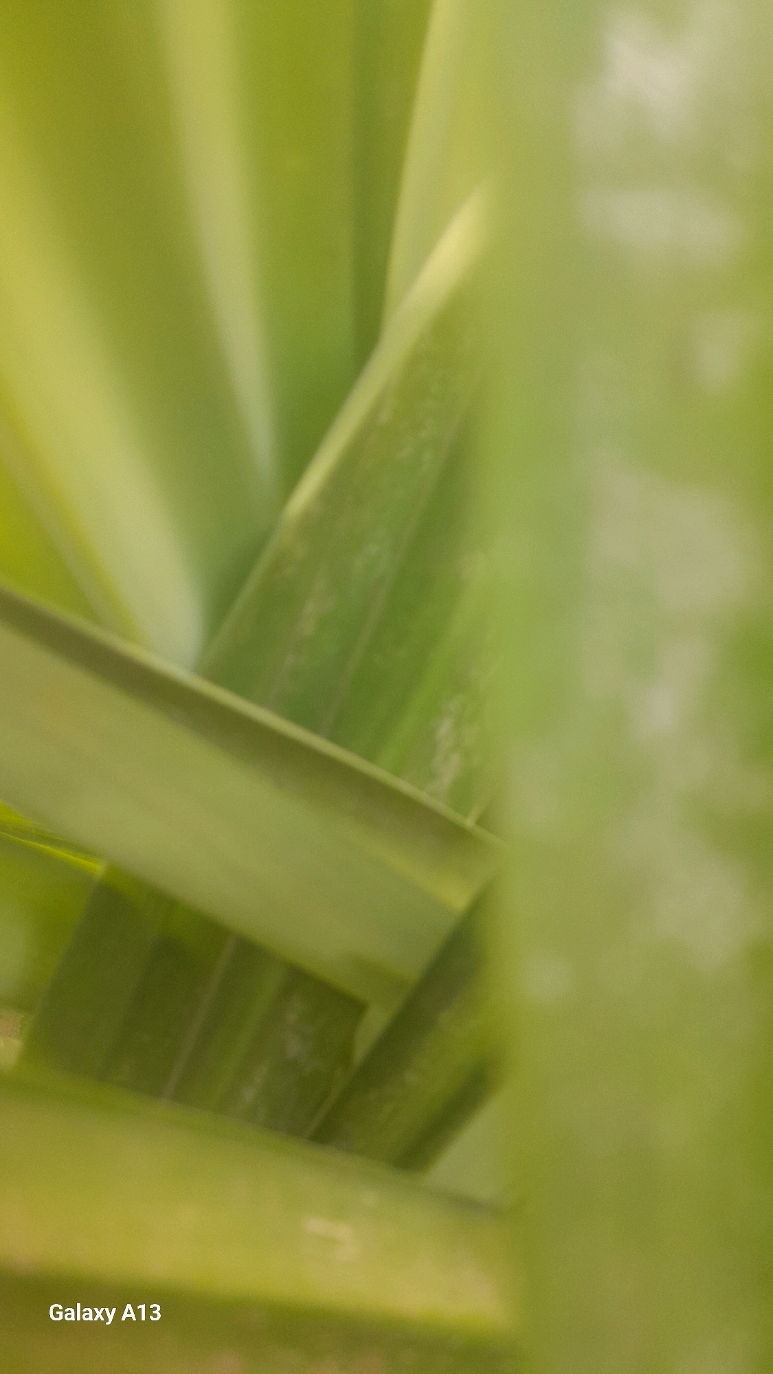 The image is a close-up, abstract shot of overlapping green plant leaves, likely taken outdoors in Hadipolo, Indonesia. The lighting suggests it's daytime, with soft shadows and highlights creating a diffused effect. The leaves are the primary subject, with their smooth, curved surfaces and varying shades of green dominating the frame. Some subtle textures and lighter spots are visible on the leaves, possibly due to dust or imperfections. The overall impression is one of organic growth and natural patterns. The bottom left corner of the image contains the watermark "Galaxy A13".