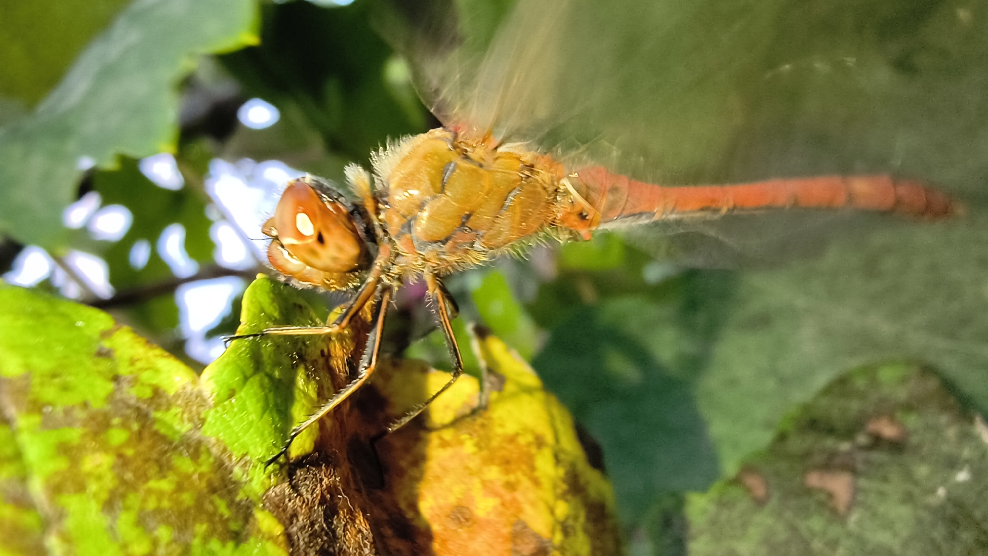 A close-up, macro photograph captures a vibrant orange dragonfly perched on a textured, sun-drenched leaf. The dragonfly's body is segmented and covered in fine hairs, with large, compound eyes that are a striking orange-red. Its slender abdomen tapers to a point, and its delicate wings, though blurred with motion, suggest it's in the process of taking flight or has just landed. The leaf beneath it is a mosaic of greens and yellows, dappled with brown spots, indicating some age or perhaps natural discoloration. The background is a soft blur of more green foliage and diffused sunlight, creating a shallow depth of field that draws all attention to the insect. The scene evokes a feeling of nature's intricate details and the fleeting beauty of the natural world. No specific location in Sharashenskii, Russia is identifiable from the image.