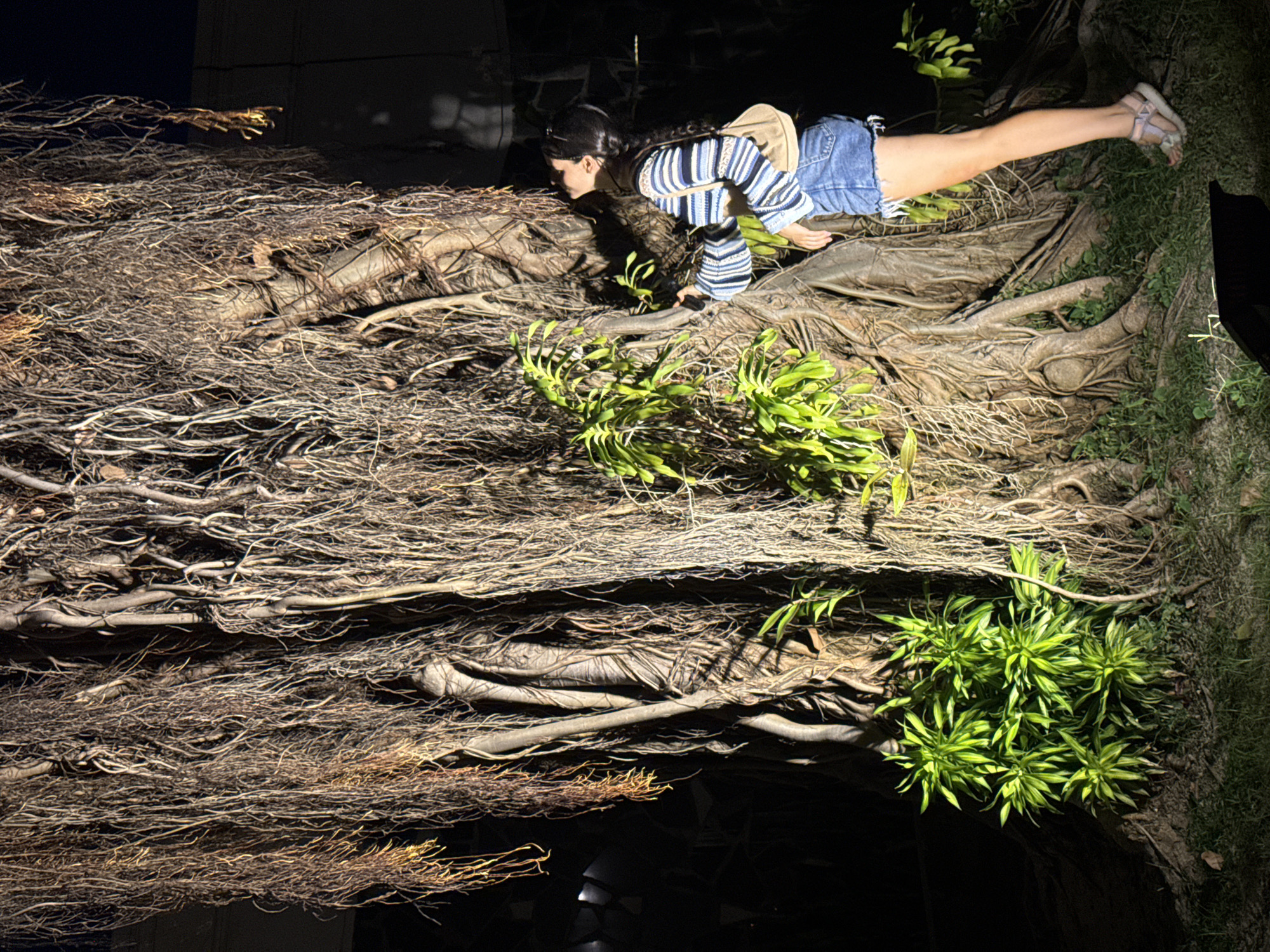 This striking night-time image captures a young woman interacting with a massive, intricate network of tree roots in Phú Thủy, Vietnam. The scene is illuminated by artificial light, highlighting the textures of the roots and the subject against a dark background, suggesting it is night.
The central subject is a woman, horizontally positioned across the dense root system. She has dark hair tied back and is wearing a striped long-sleeved shirt with shades of blue and white, denim shorts, and light-colored sandals. Sunglasses are visible on her head, and a light-colored backpack or shoulder bag rests on her back. Her posture suggests she is crawling or lying on the roots, leaning forward with her head bent, as if exploring or posing. Her left leg is extended straight out to the right side of the frame.
The majority of the image is dominated by the complex web of aerial and ground roots, forming a thick, gnarled, and textured mass that appears almost like a wall or dense ground cover. Scattered among these woody structures are clusters of vibrant green, leafy plants, providing a contrast to the earthy tones of the roots. Some grass is visible along the right edge of the frame. The immense scale and intricacy of the roots are characteristic of a very large, mature tree, likely a banyan or similar tropical species.
There is no visible text in the image. The overall impression is one of nocturnal exploration or an artistic pose within a unique natural environment.