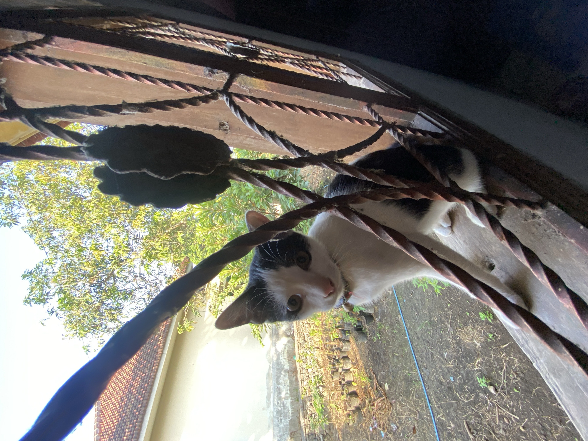A black and white cat sits on a windowsill looking outwards. The cat is wearing a red collar. Outside the window, there is a yard with many potted plants and some trees. A portion of a house with a tiled roof is visible on the left. The windowsill is made of wood and is supported by a metal grate. The setting appears to be a residential area in Gadingrejo, Indonesia, given the style of the house and the presence of potted plants, which are common in Indonesian yards.
