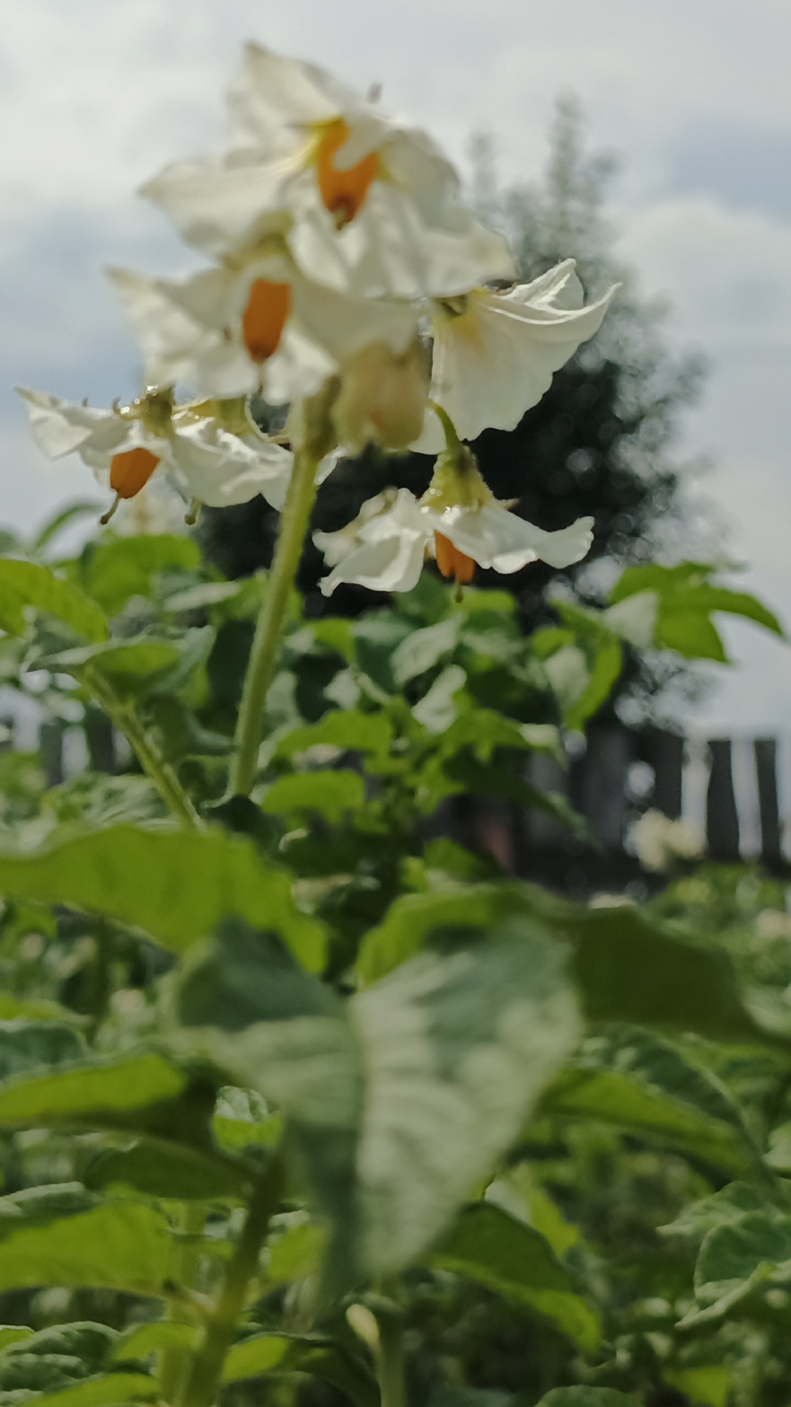 A close-up, shallow depth of field shot focuses on a cluster of white potato flowers with orange centers, blooming on a plant. The flowers are in various stages of bloom, with some petals partially unfurled. The foreground is dominated by blurred green potato leaves, creating a soft, textured backdrop. In the background, out of focus, are hints of green foliage, a wooden fence, and a cloudy sky. The image appears to be taken outdoors, likely in a garden or agricultural setting, possibly in Medvedyovka, Russia, given the context. No people or animals are visible.