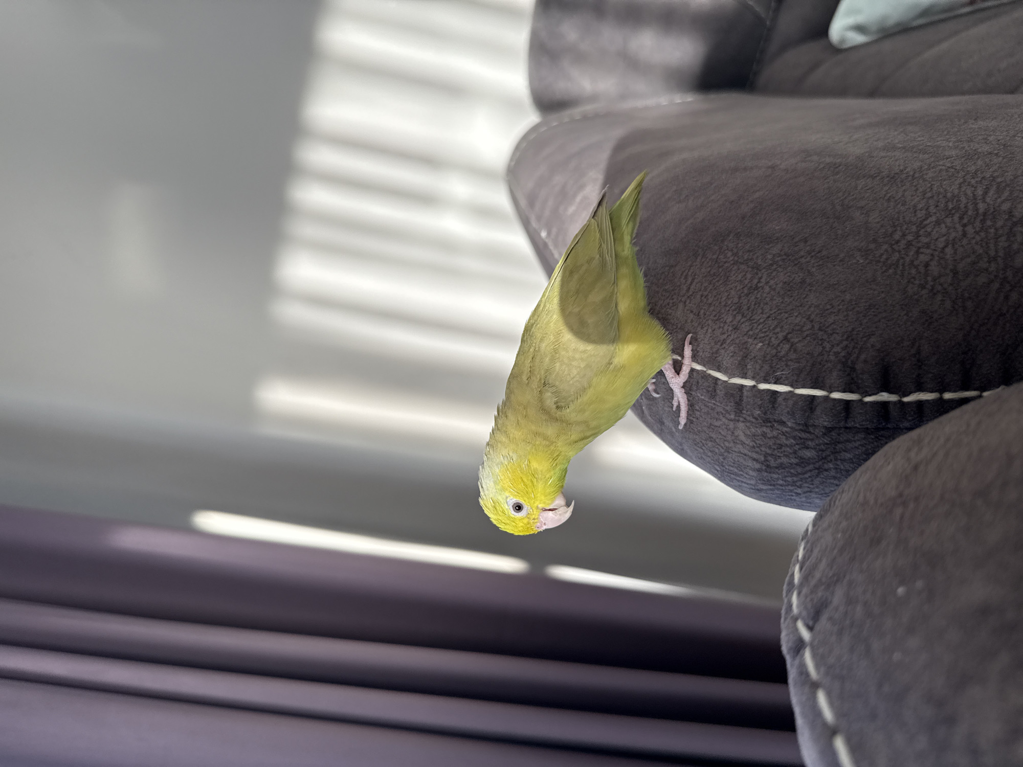 A small, yellow-green parrot is perched on the armrest of a dark gray sofa. The parrot is facing to the left, with its head slightly tilted down. Its beak is pink and slightly open. The sofa has white stitching along the seams. In the background, there are purple curtains and a wall with sunlight casting vertical stripes. The overall scene suggests an indoor domestic setting.
