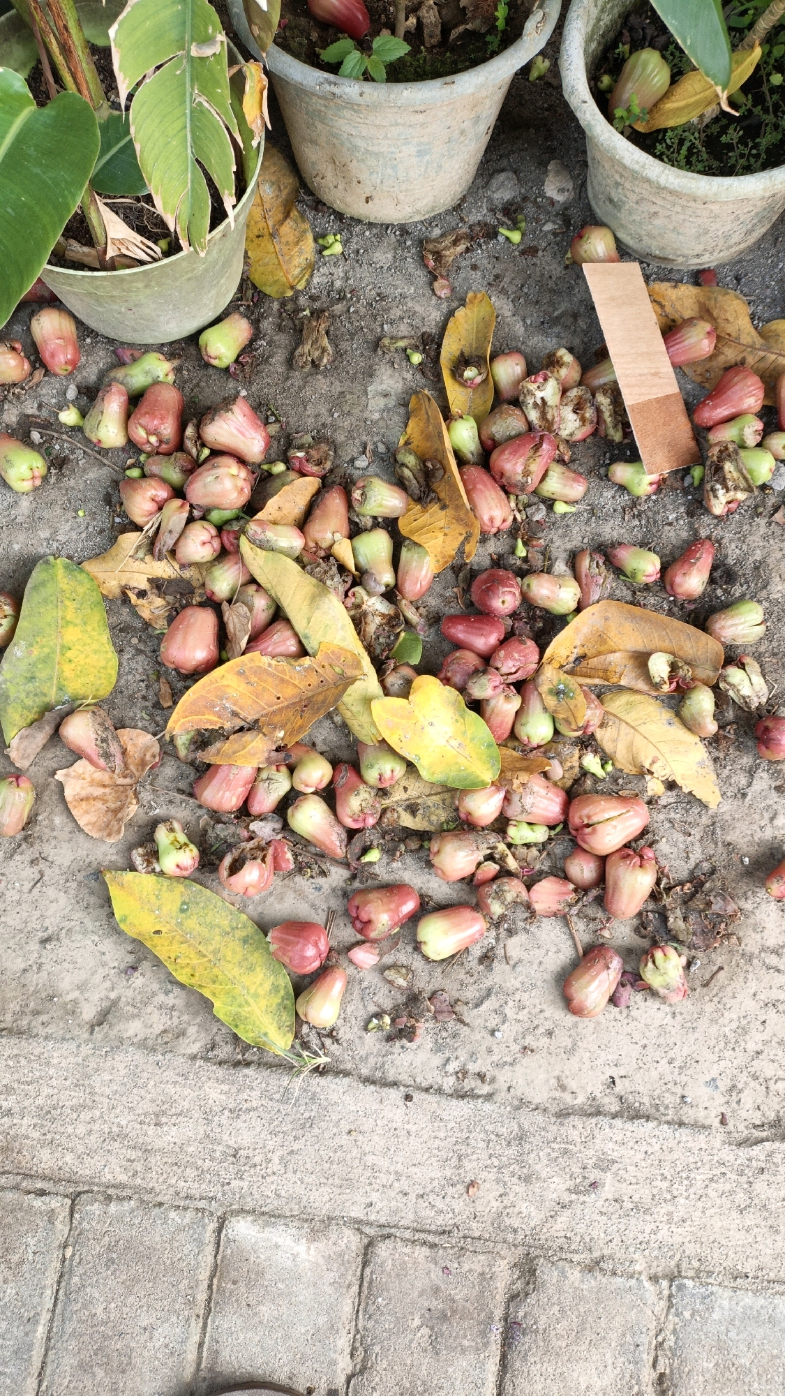 The image shows a pile of fallen rose apples scattered on the ground in Cikal, Indonesia. The rose apples vary in color from pink to green and some are partially eaten. Several dead leaves and plant debris are also present. In the background, two potted plants are visible, one containing a lush green plant and another with smaller green leaves. The ground is a mix of soil and paved stone, indicating an outdoor setting. A small piece of brown cardboard or wood is also visible amongst the fallen fruit. There are no people or animals in the image.