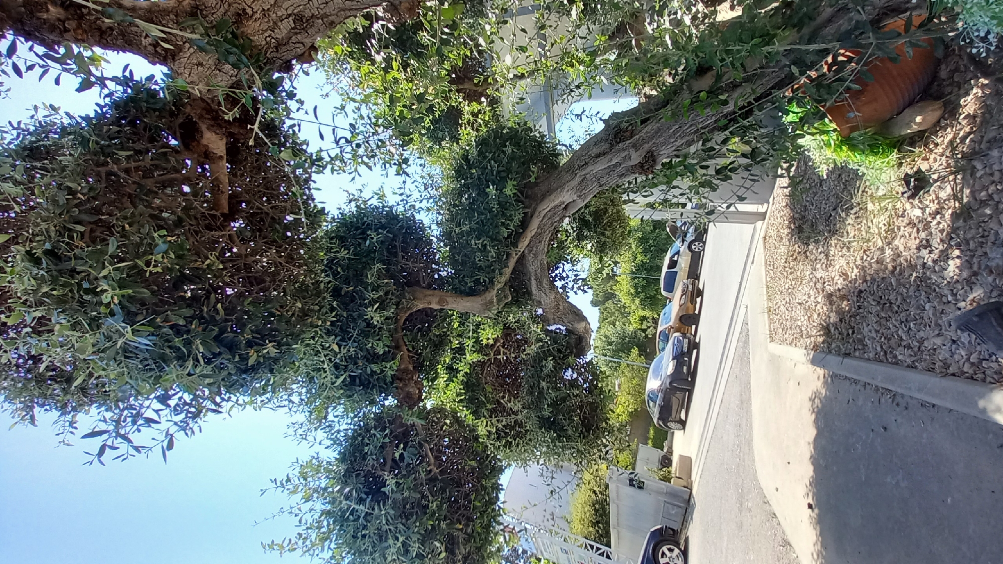 In the city of Kos, Greece, an intricately shaped olive tree dominates the foreground of this outdoor scene. Its thick, gnarled trunk curves dramatically upwards and to the right, supporting large, rounded masses of dense green foliage. The tree's branches are twisted and artfully pruned, creating a sculptural effect.
Behind the tree, a paved area is visible with several cars parked. A dark-colored sedan is on the left, followed by a gold sedan and a white SUV. In the background, there are buildings and lush green trees. The sky above is a clear, bright blue. To the right of the olive tree, a terracotta pot with artificial green foliage sits on a bed of gravel. The overall impression is a sunny day in a well-maintained urban or suburban environment.