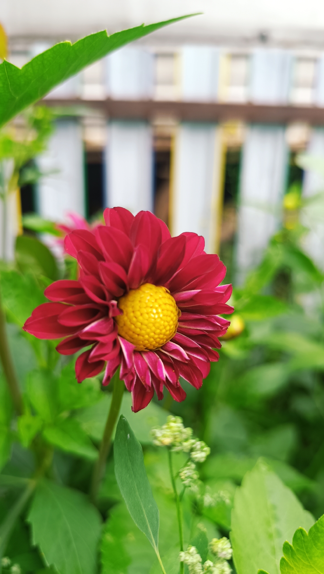 A close-up, low-angle shot captures a deep red dahlia with a vibrant yellow center. The flower's petals are layered and slightly curled, with delicate white tips on some of the outer petals. The flower is in focus, with its stem and surrounding green foliage softly blurred in the background. In the distance, a white picket fence with yellow accents is visible, also out of focus. The overall scene suggests a garden setting. The image does not contain any people or indicate a specific location within the city of Karsha, Russia.