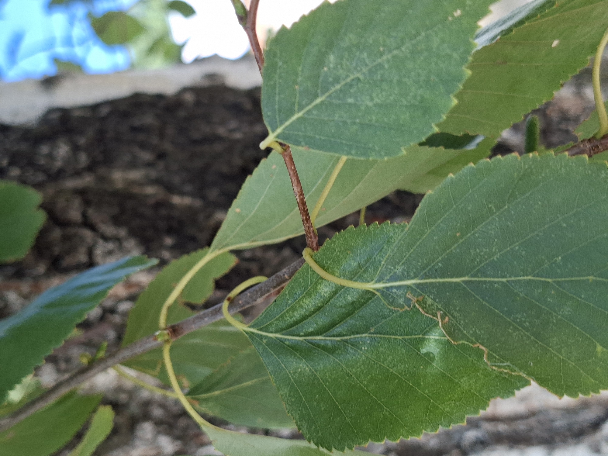 The image is a close-up shot of several green leaves and a tree trunk. The leaves are detailed with visible veins and serrated edges. One leaf in the foreground has a light-colored, winding mark on its surface, possibly from an insect. The tree trunk is dark and textured, providing a natural backdrop. The overall scene suggests an outdoor setting, likely a park or a natural area within a city. Without additional information or context, it is impossible to determine the specific location within Mazyr, Belarus. The image is devoid of human presence or any discernable actions or interactions.