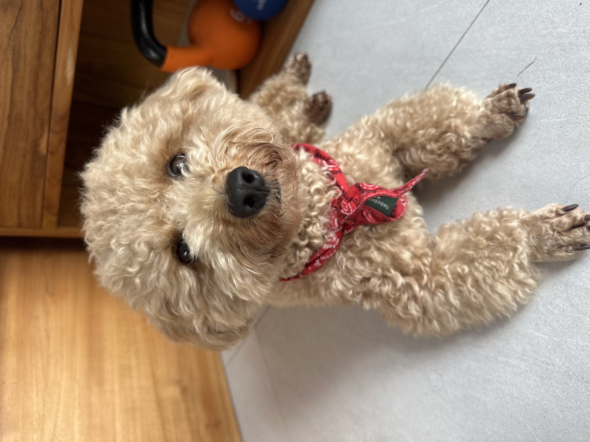 A medium-sized, light brown poodle is lying on its back on a light gray tiled floor, with its head facing the camera. The dog is wearing a red bandana around its neck. The dog's paws are extended, and its claws are visible. To the left, a wooden cabinet is partially visible, with a blue dumbbell and an orange kettlebell on top. The exact location cannot be determined from the image, and therefore the reference to Dalung, Indonesia is not applicable.