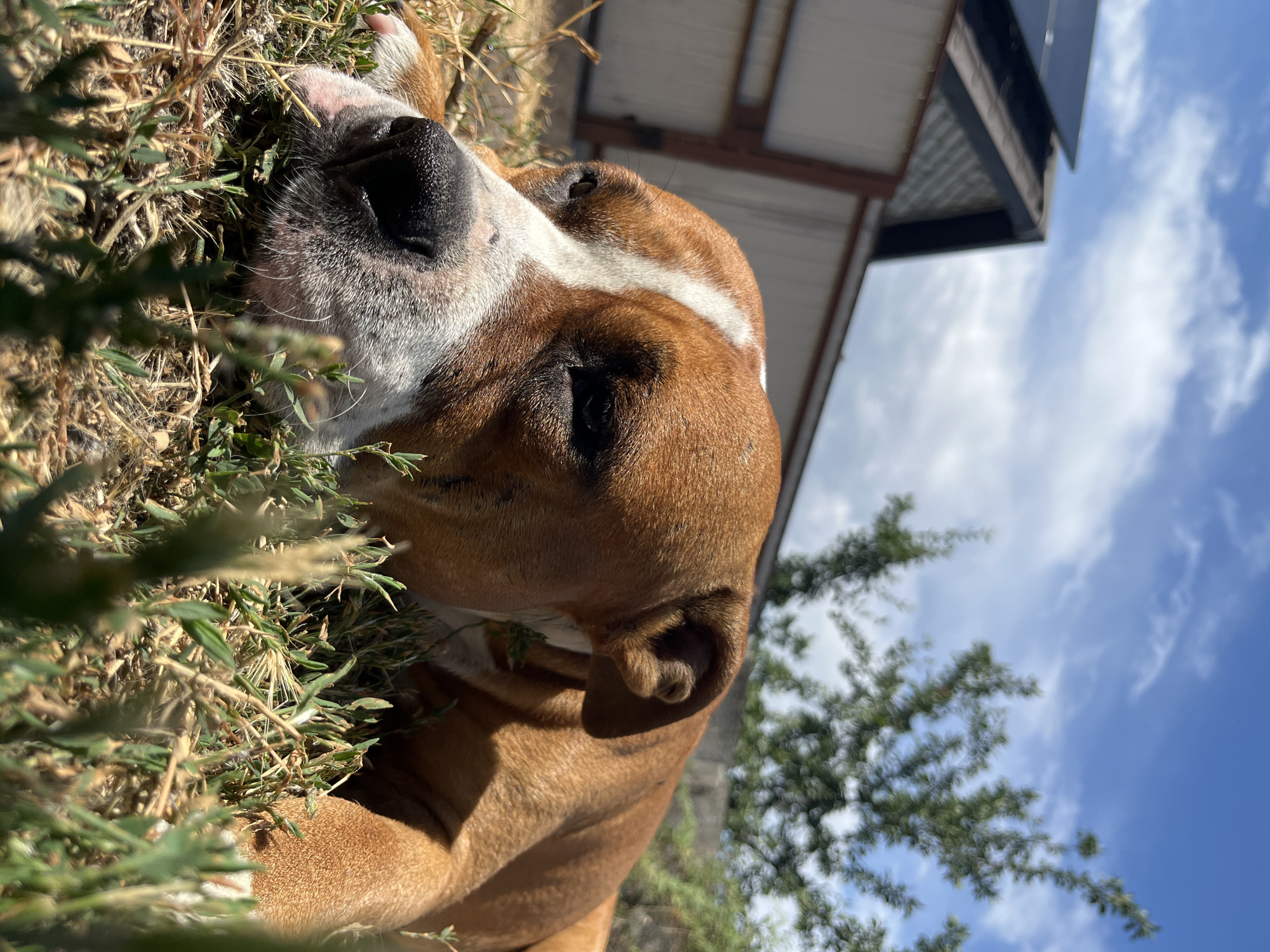 A close-up, low-angle shot shows a tan and white Boxer dog lying on dry grass in a yard. The dog's head is in the foreground, with its eyes closed and snout resting on the ground. Sunlight illuminates the dog's fur and casts shadows on its face. In the background, a light-colored metal fence and a structure with solar panels are visible under a bright blue sky with scattered white clouds. A tree with green foliage is also in the background, blurred due to the shallow depth of field. The setting appears to be a residential backyard, possibly in Dnipro, Ukraine, given the context.