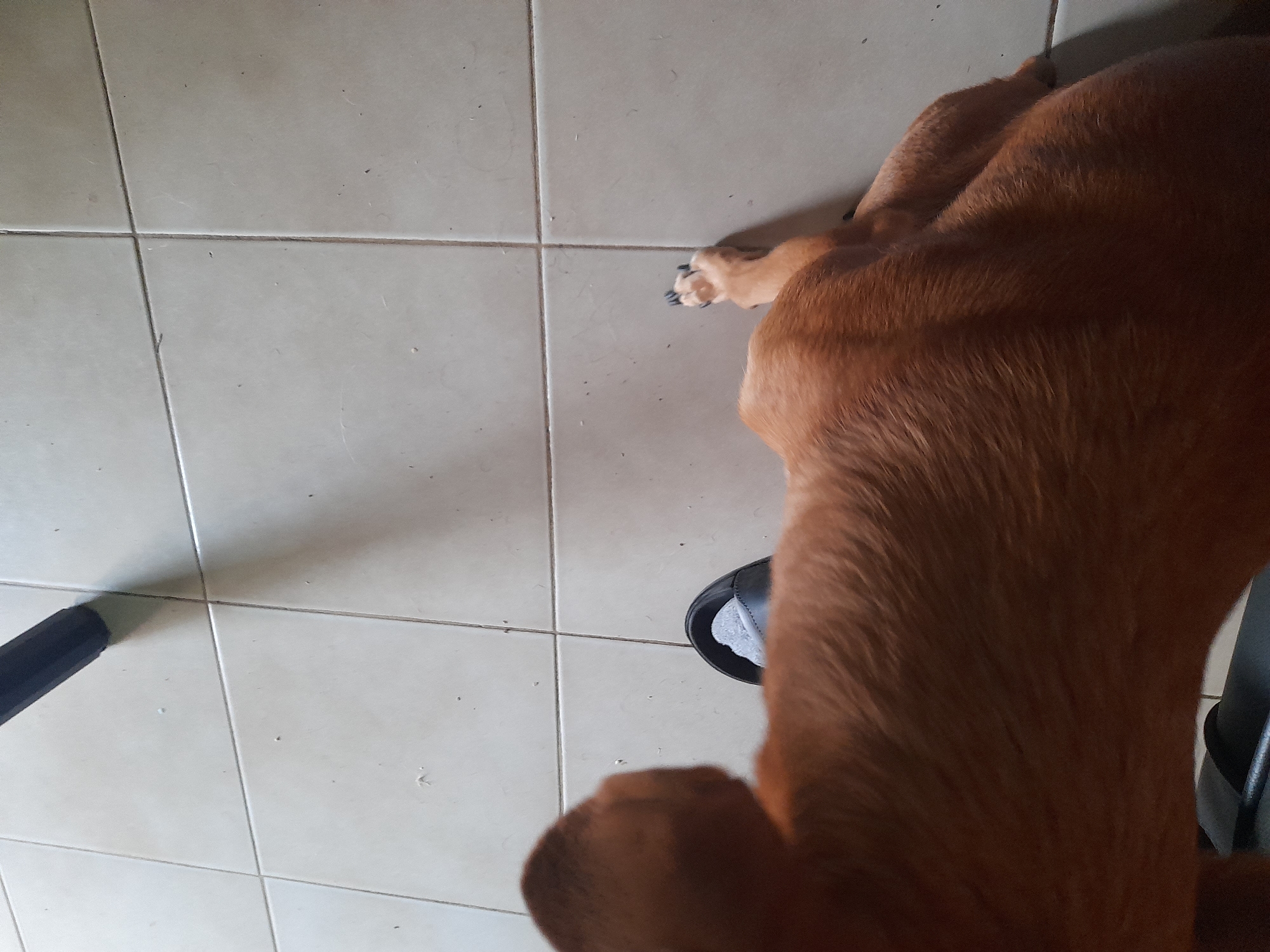 The image shows a brown dog lying on a light-colored tiled floor. Part of a black chair leg is visible in the upper left corner, casting a shadow. The dog's head is out of focus in the foreground, and its body extends towards the middle of the frame. One of the dog's paws, with visible claws, is in the middle right of the image. A person's foot wearing a black sandal is visible near the dog's head on the left side of the image. The scene appears to be indoors. The location is not specified in the image.