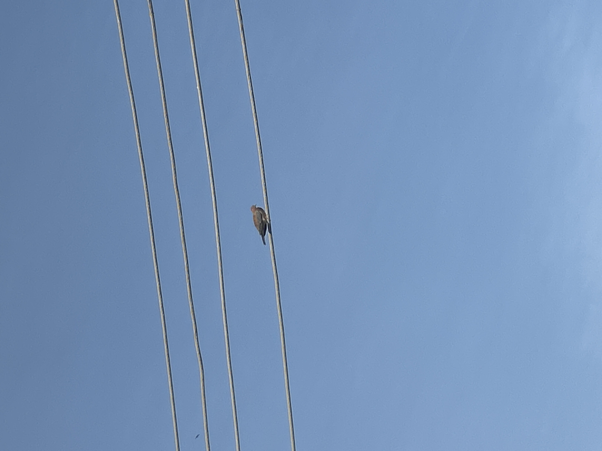 A single mourning dove perches on one of four parallel wires under a clear blue sky. The wires extend vertically across the frame. The dove is positioned approximately in the center of the rightmost wire.