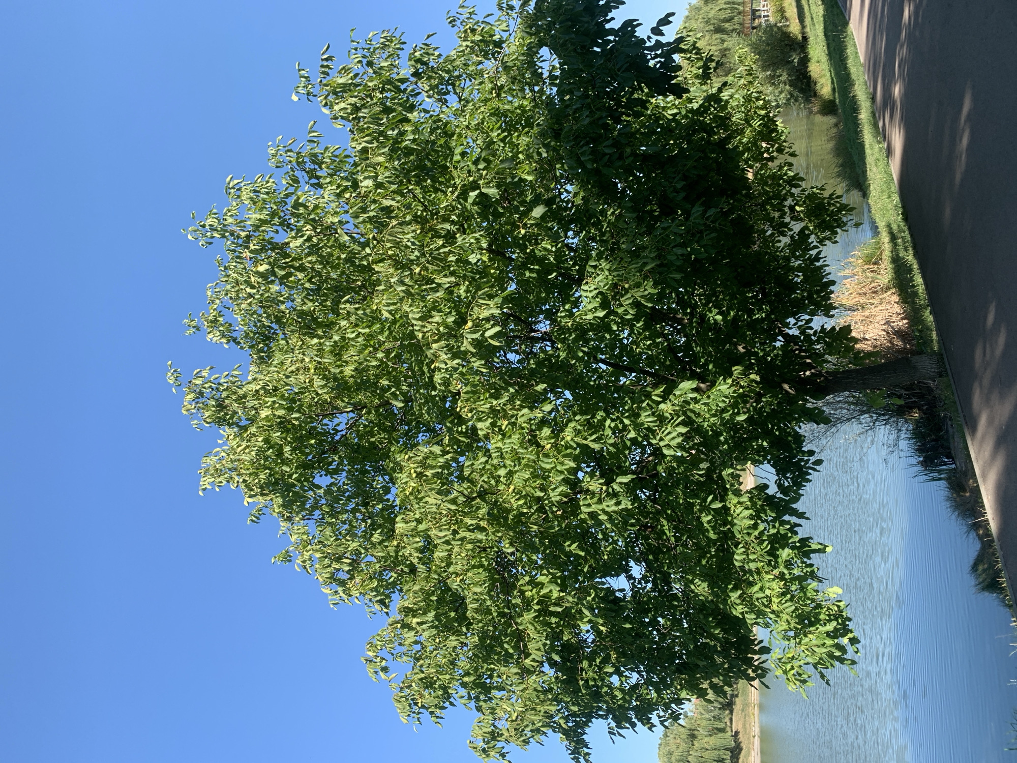 The image depicts a large, leafy green tree positioned on the grassy bank of a calm body of water, likely a river or lake, under a clear blue sky. A paved pathway runs along the right side of the scene, casting shadows from unseen objects. In the distance, across the water, a line of trees and a bridge are visible. The tree itself is full of vibrant green leaves and appears to be bearing fruit, small green orbs scattered amongst the foliage. The water is a tranquil blue, with gentle ripples on its surface. The overall impression is one of a serene outdoor setting, possibly a park or recreational area.