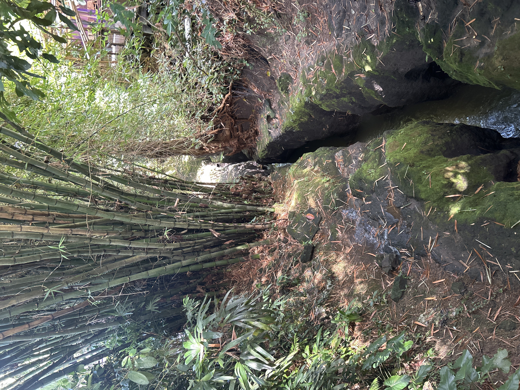 The image depicts a narrow, water-filled gorge carved into dark, moss-covered rock formations. Tall bamboo stalks and lush green foliage flank the gorge on the left, with dry bamboo leaves scattered across the rocks. On the right, more dense vegetation and tree roots are visible, with a wooden structure, possibly a bridge or walkway, partially obscured by the greenery in the background. Sunlight filters through the leaves, creating dappled patterns on the ground and water. The scene appears to be a natural or semi-natural environment, likely a pathway or feature within a larger tropical landscape. Based on the context of Ubud District, Indonesia, this scene could be part of a river, a ravine, or a specially designed garden feature showcasing the region's abundant plant life and geological formations.
