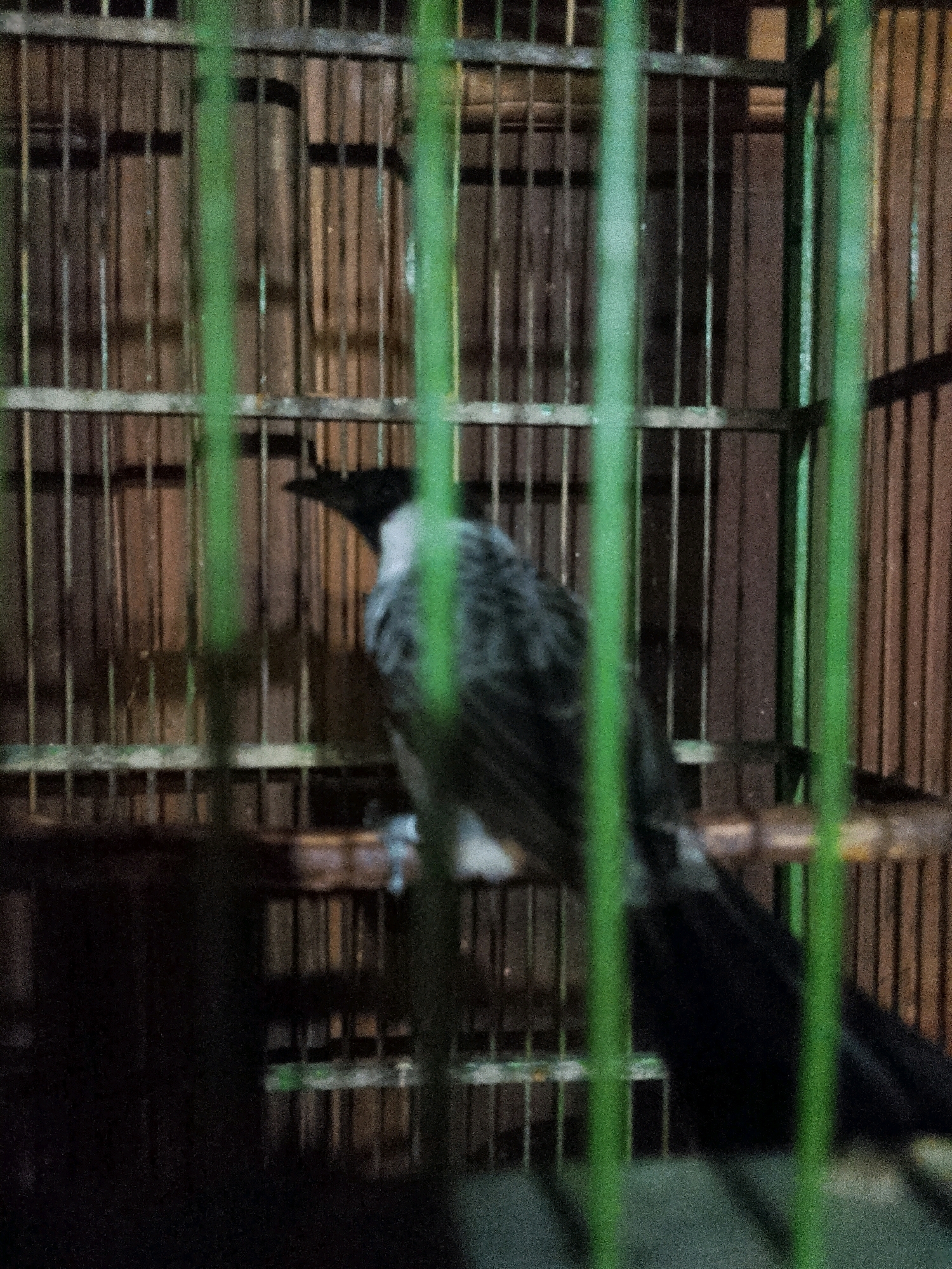 A bird is inside a cage. The cage is made of green bars and wooden slats. The bird is black and white with a black head. It is standing on a perch inside the cage. The background is dark and blurry, but it appears to be a wooden wall. The scene is dimly lit. There is no indication of the city of Wadang, Indonesia.